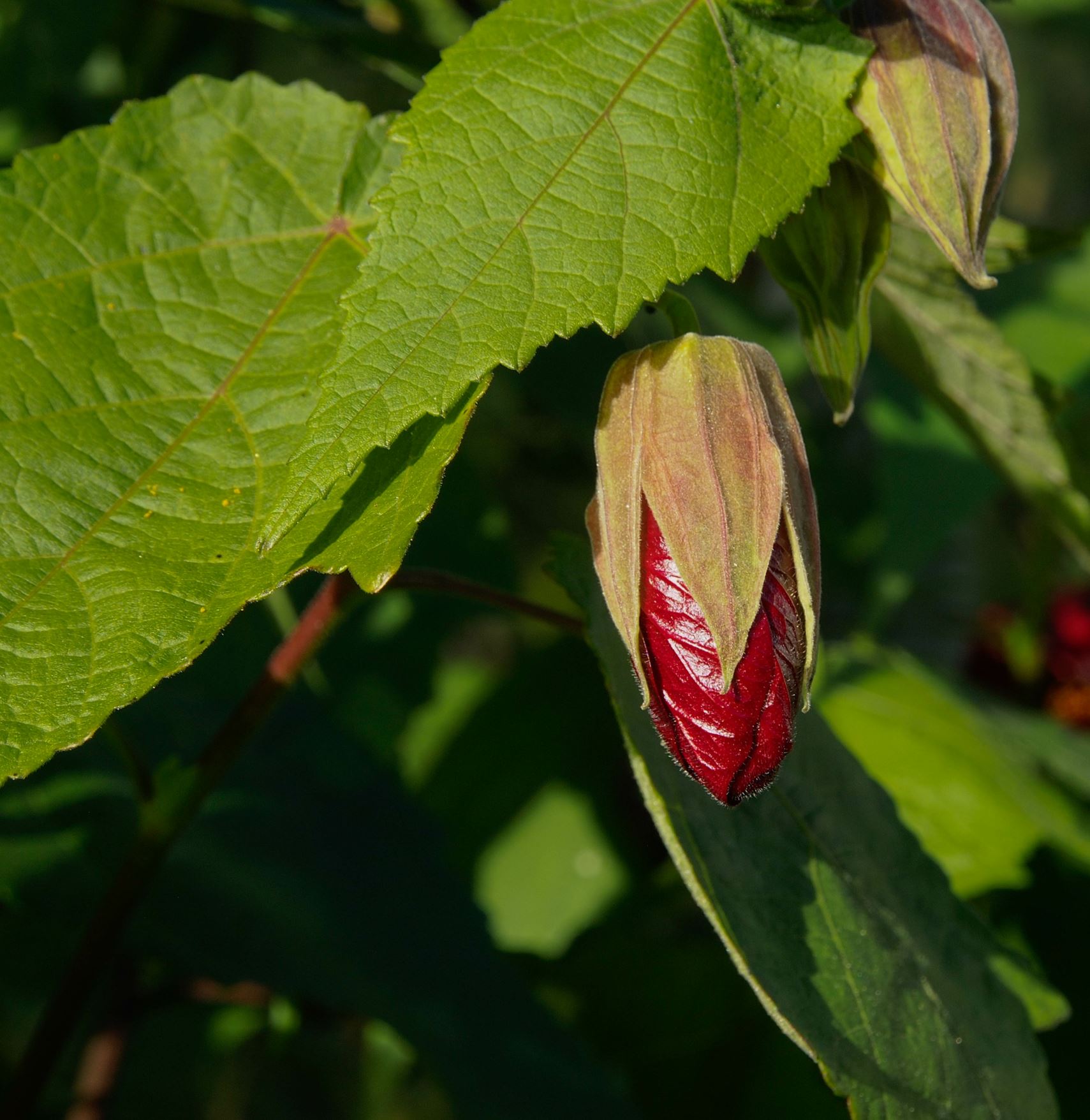 Image of Abutilon 'Nabob'