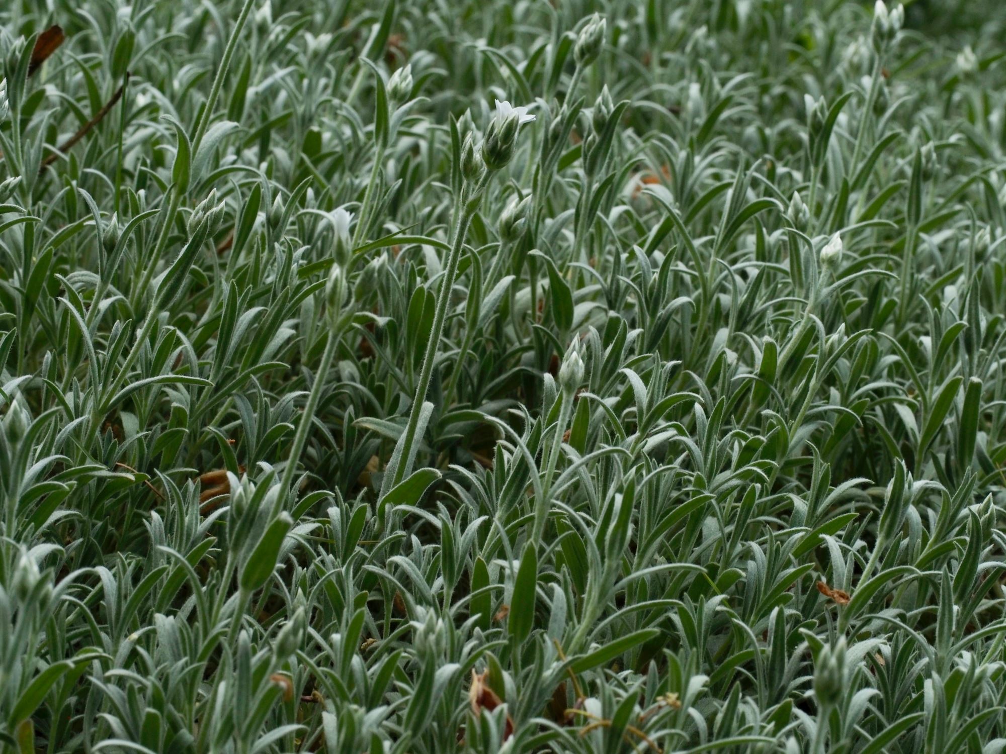 Image of Cerastium tomentosum