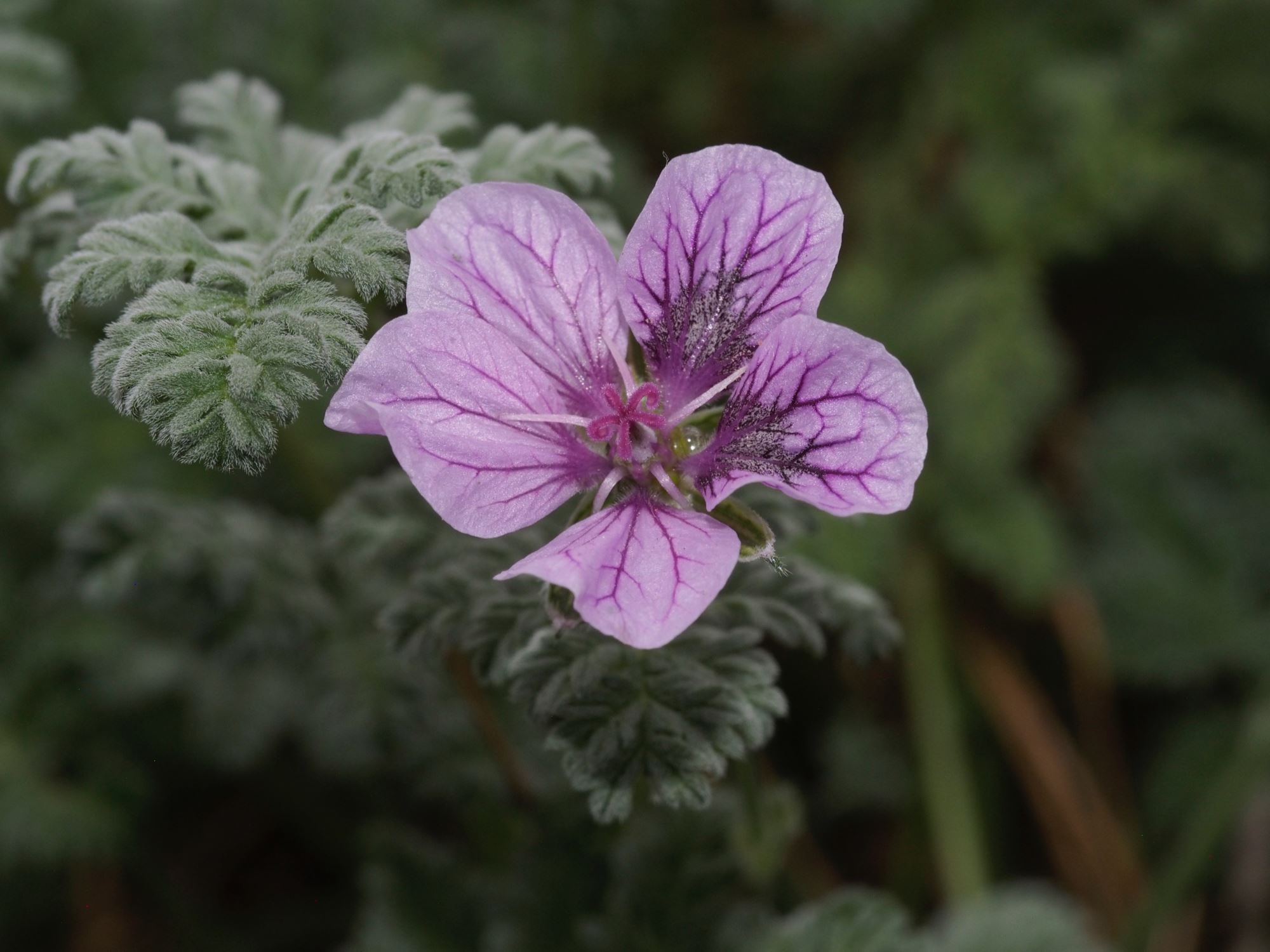Image of Erodium 'Frans Delight'