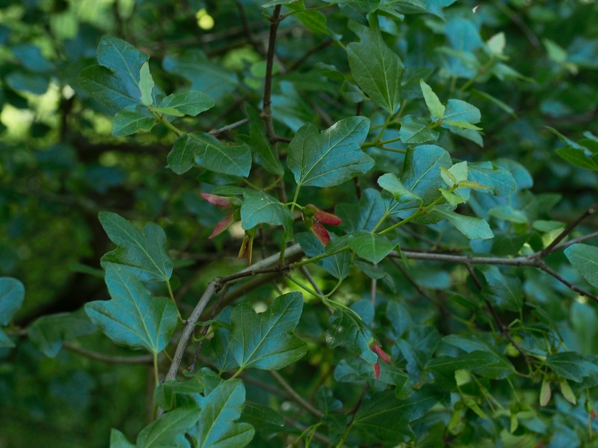 Image of Acer sempervirens