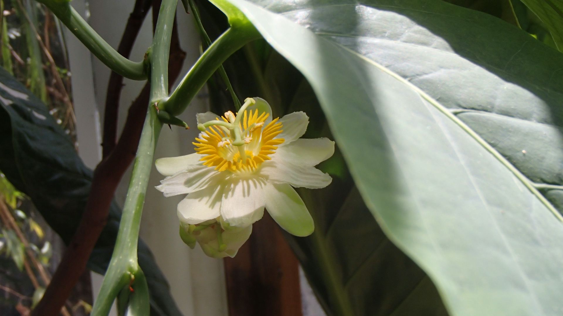 Image of Passiflora lindeniana