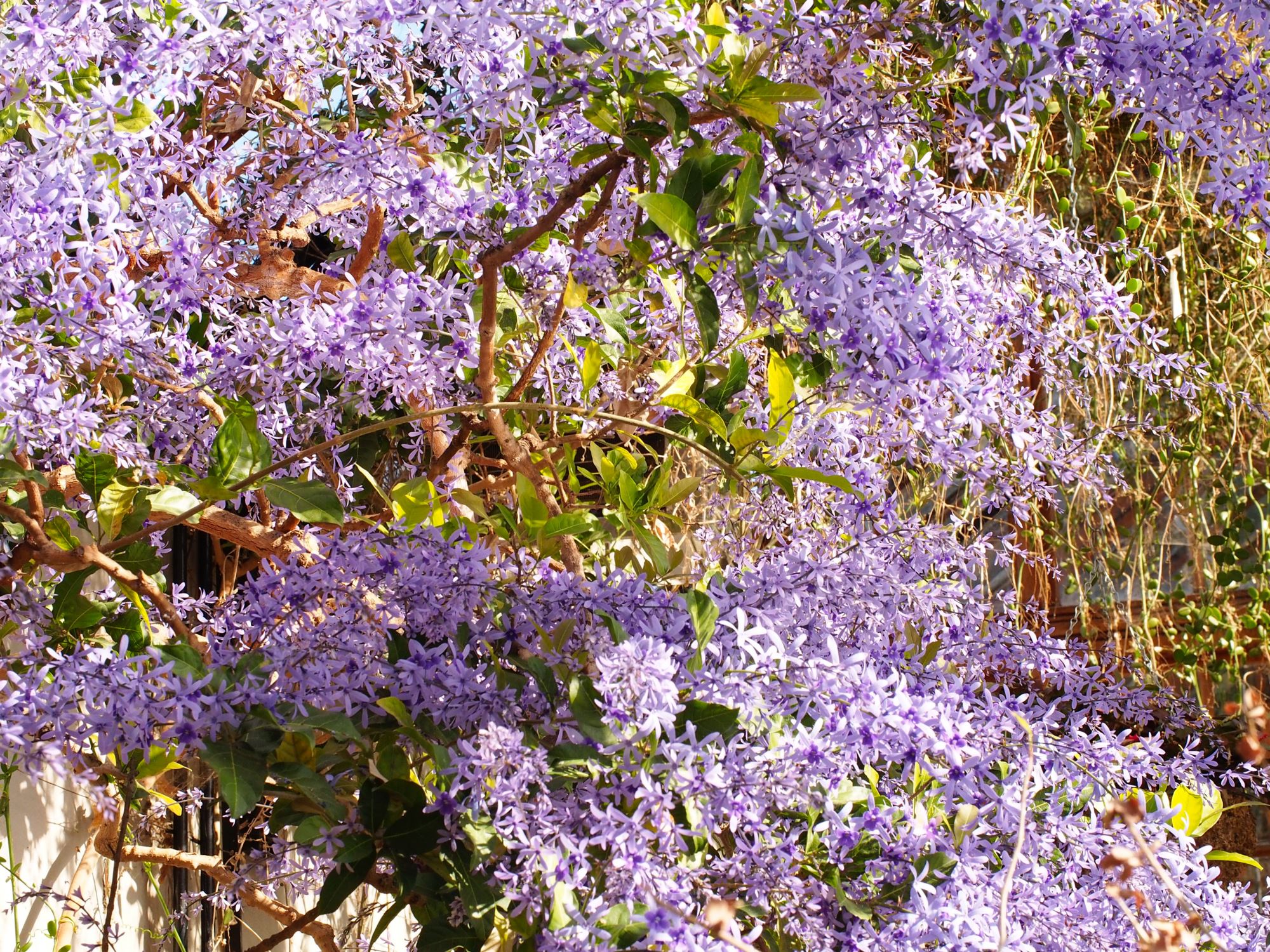 Image of Petrea volubilis