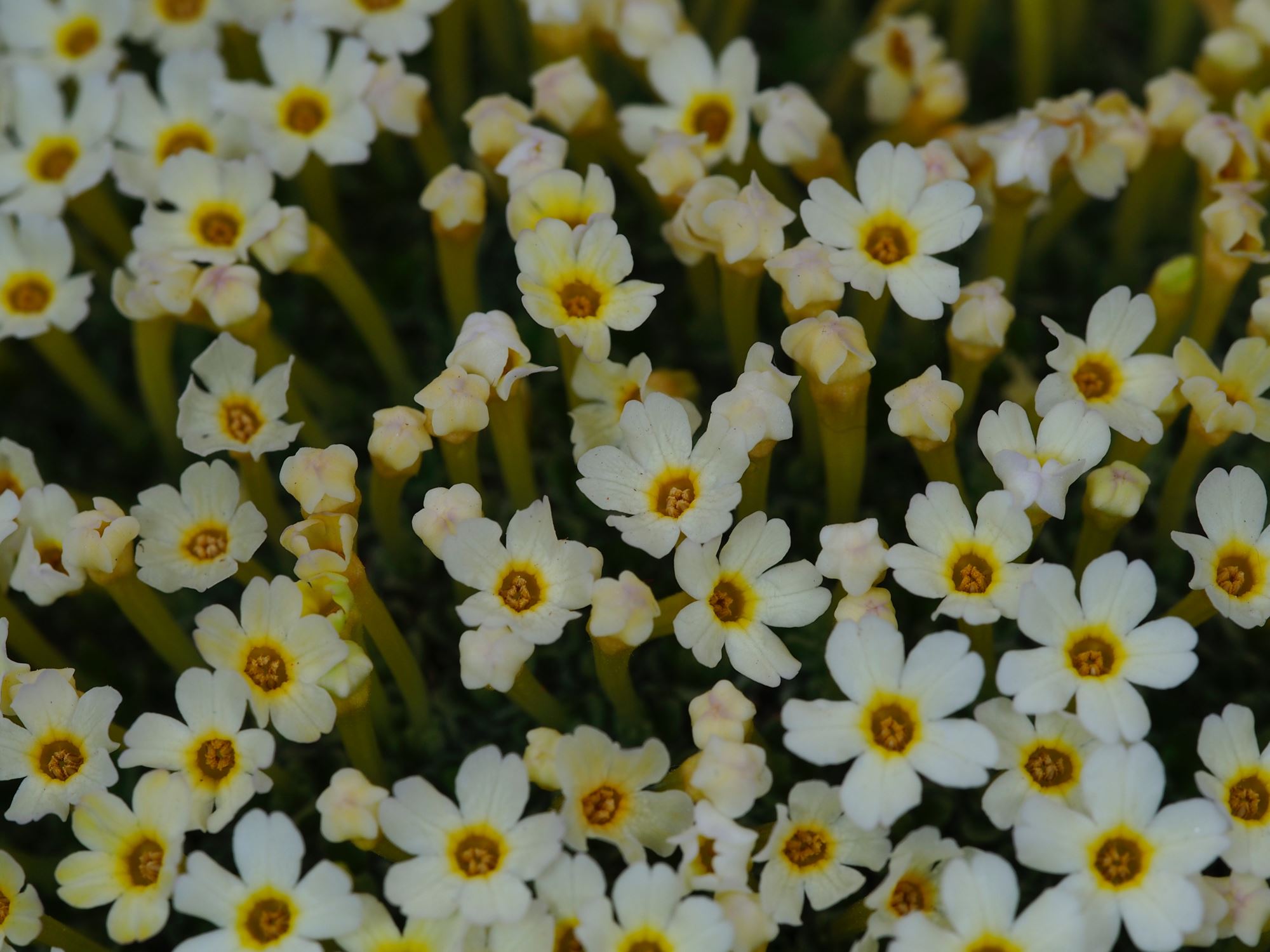 Image of Dionysia curviflora