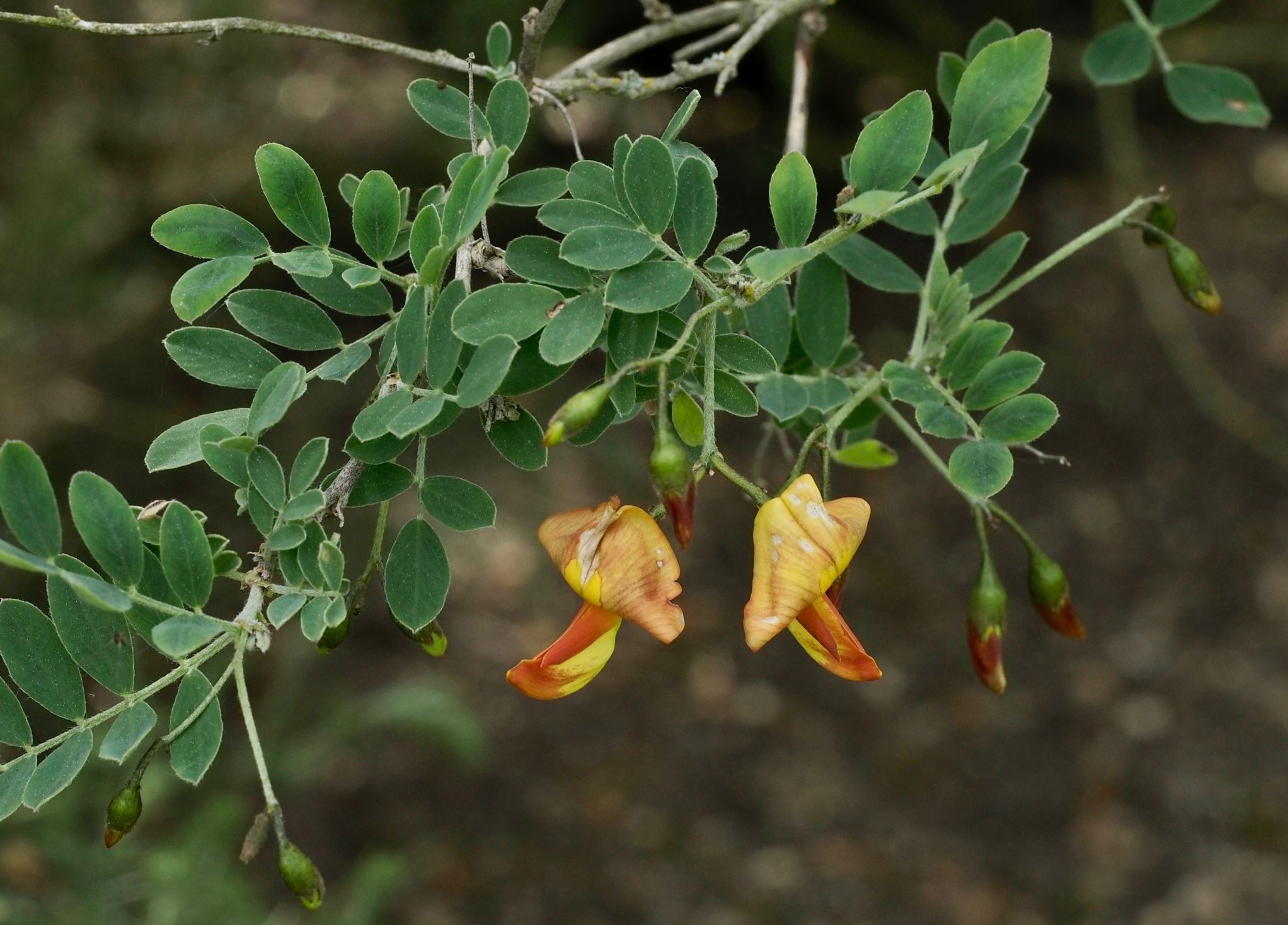 Image of Colutea persica