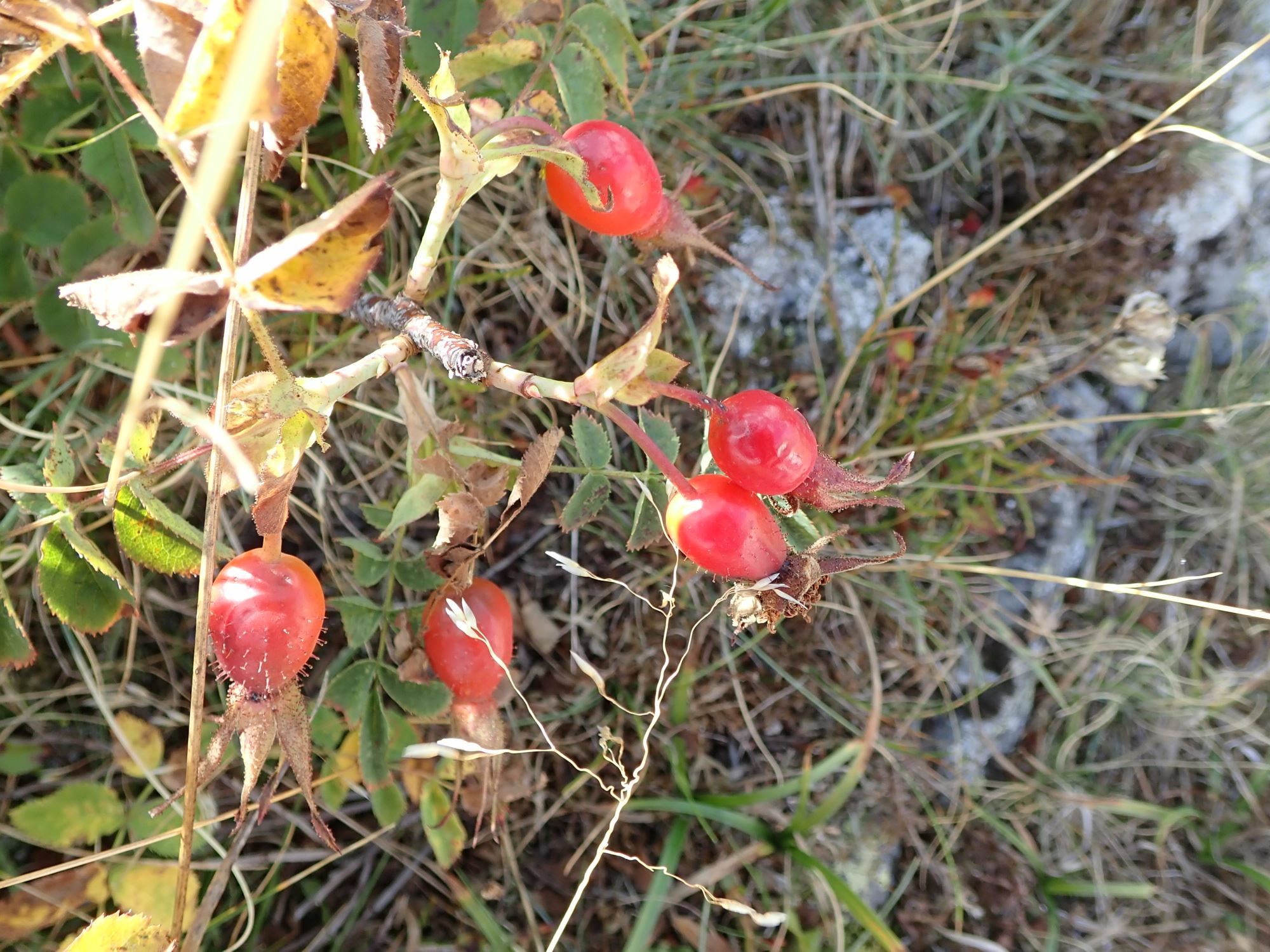 Image of Rosa pendulina