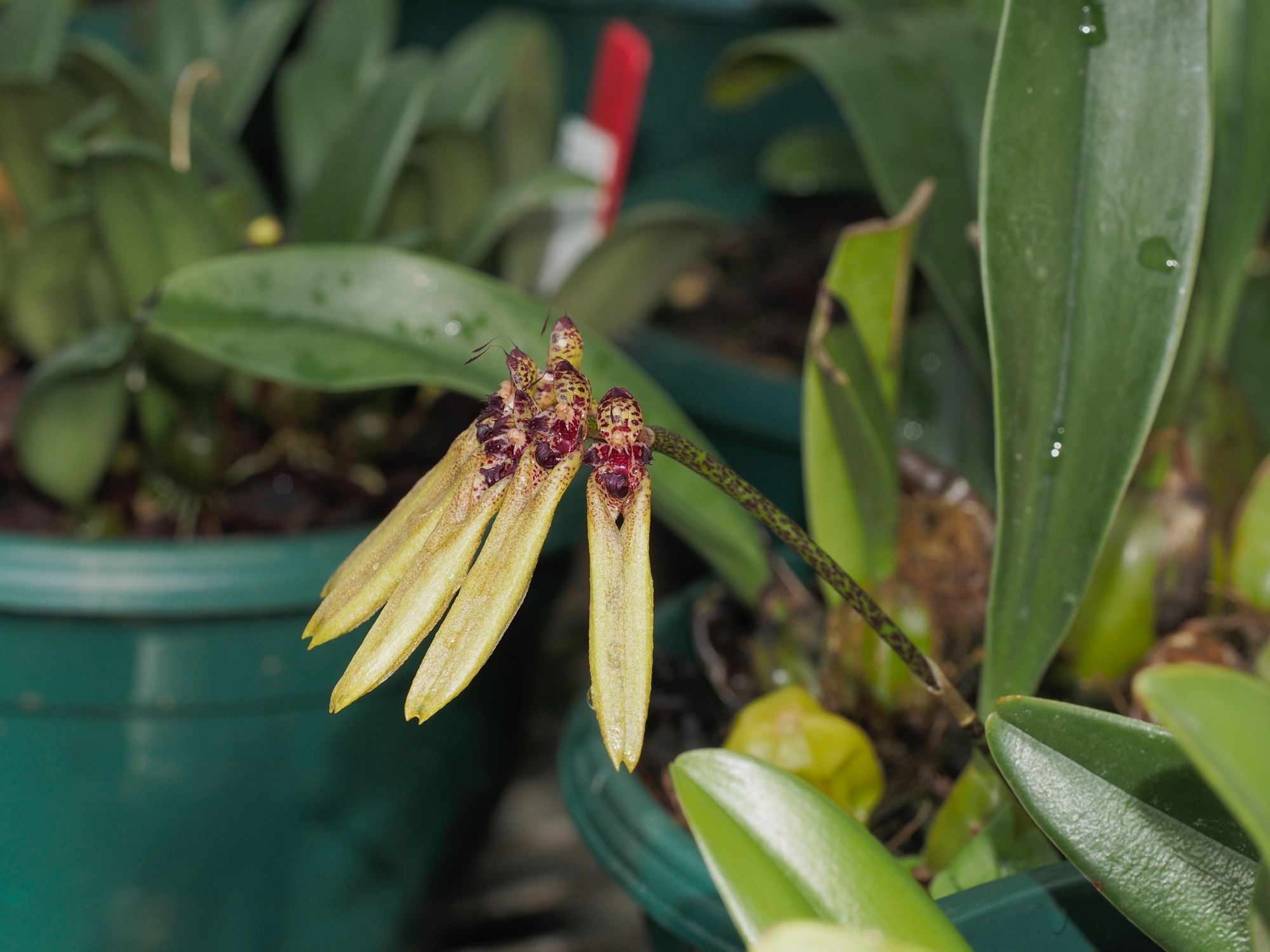 Image of Bulbophyllum picturatum