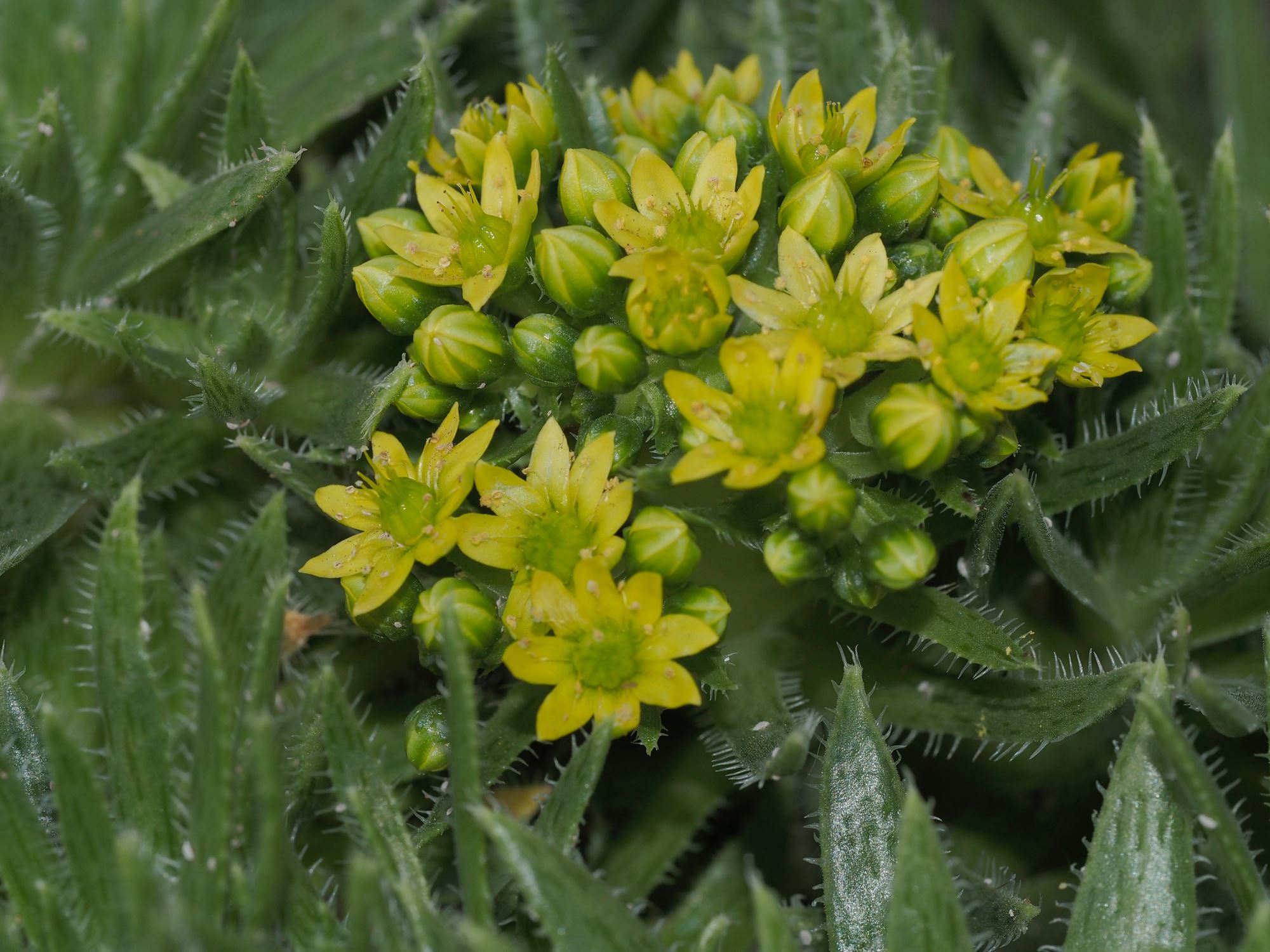 Image of Aeonium simsii