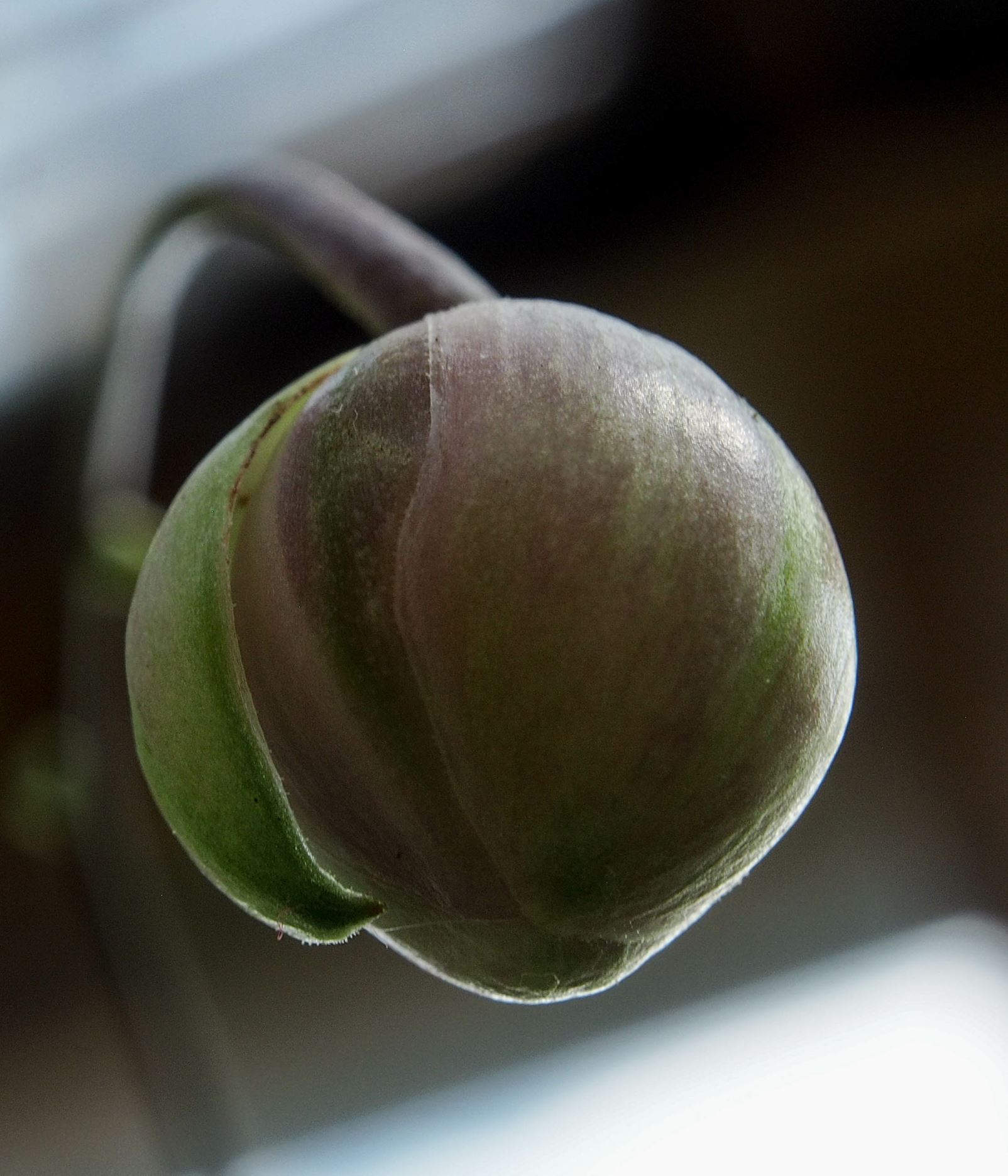 Image of Anemonopsis macrophylla