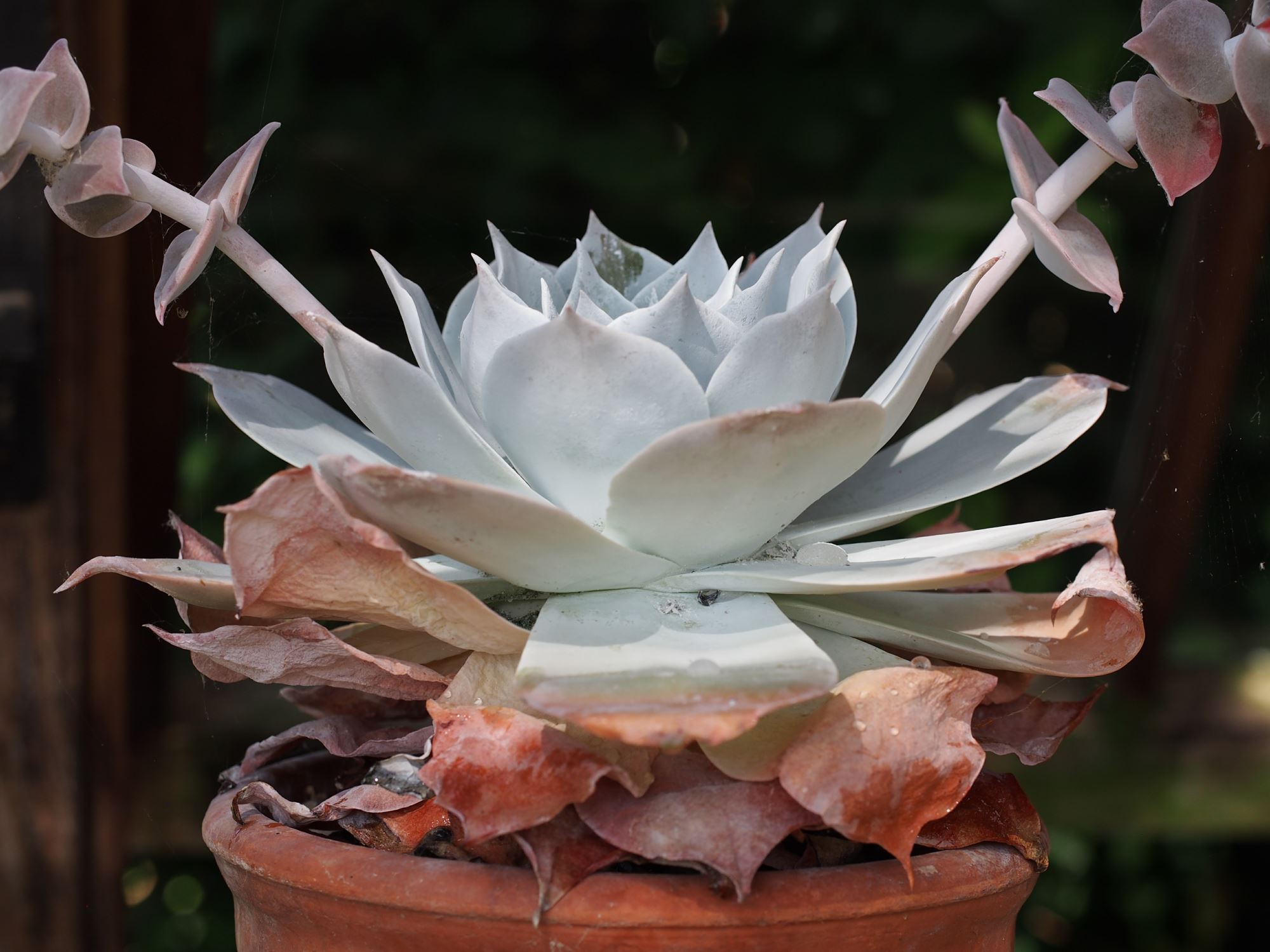 Image of Dudleya pulverulenta