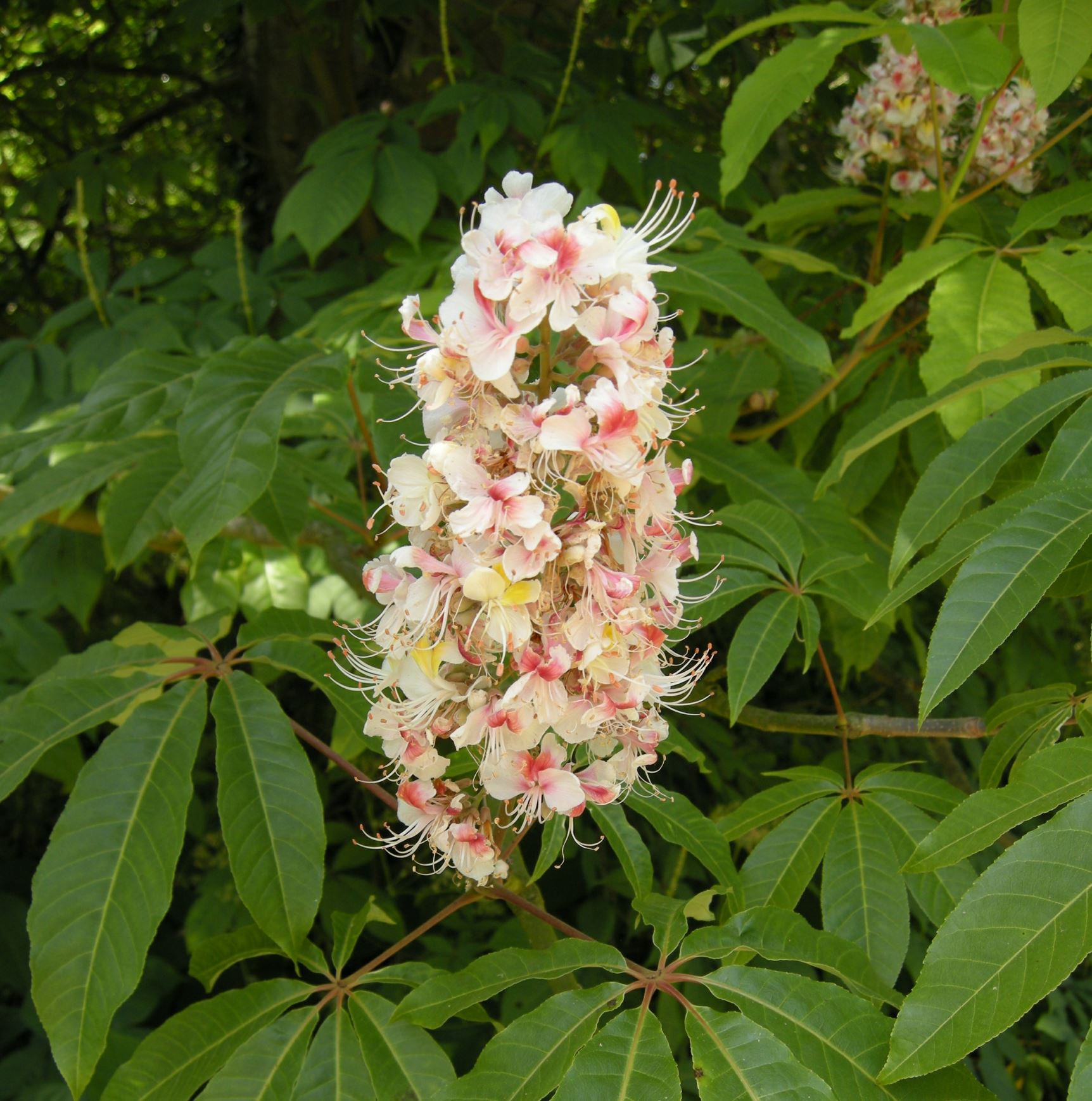 Image of Aesculus indica