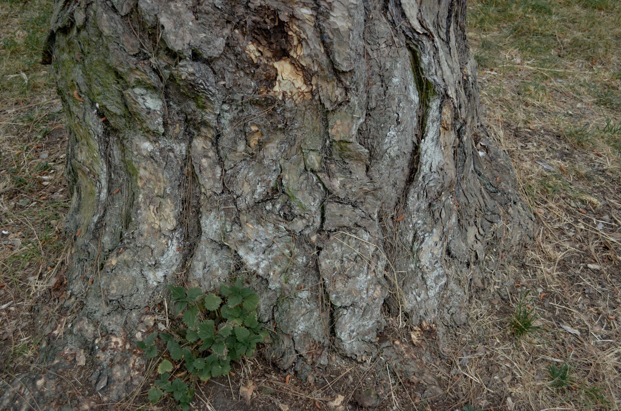Image of Pinus nigra subsp. pallasiana