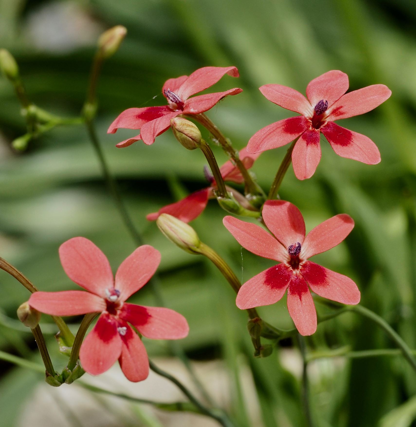 Image of Freesia laxa