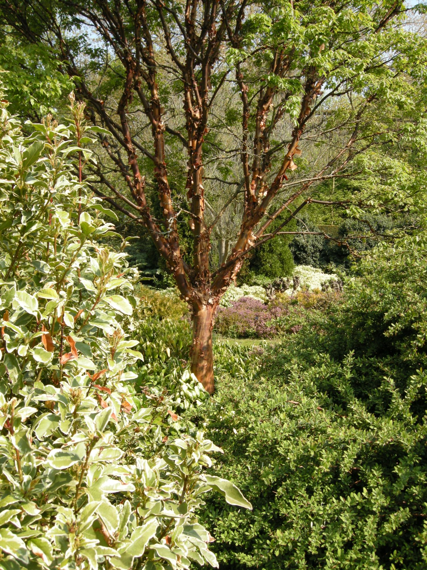 Image of Acer griseum