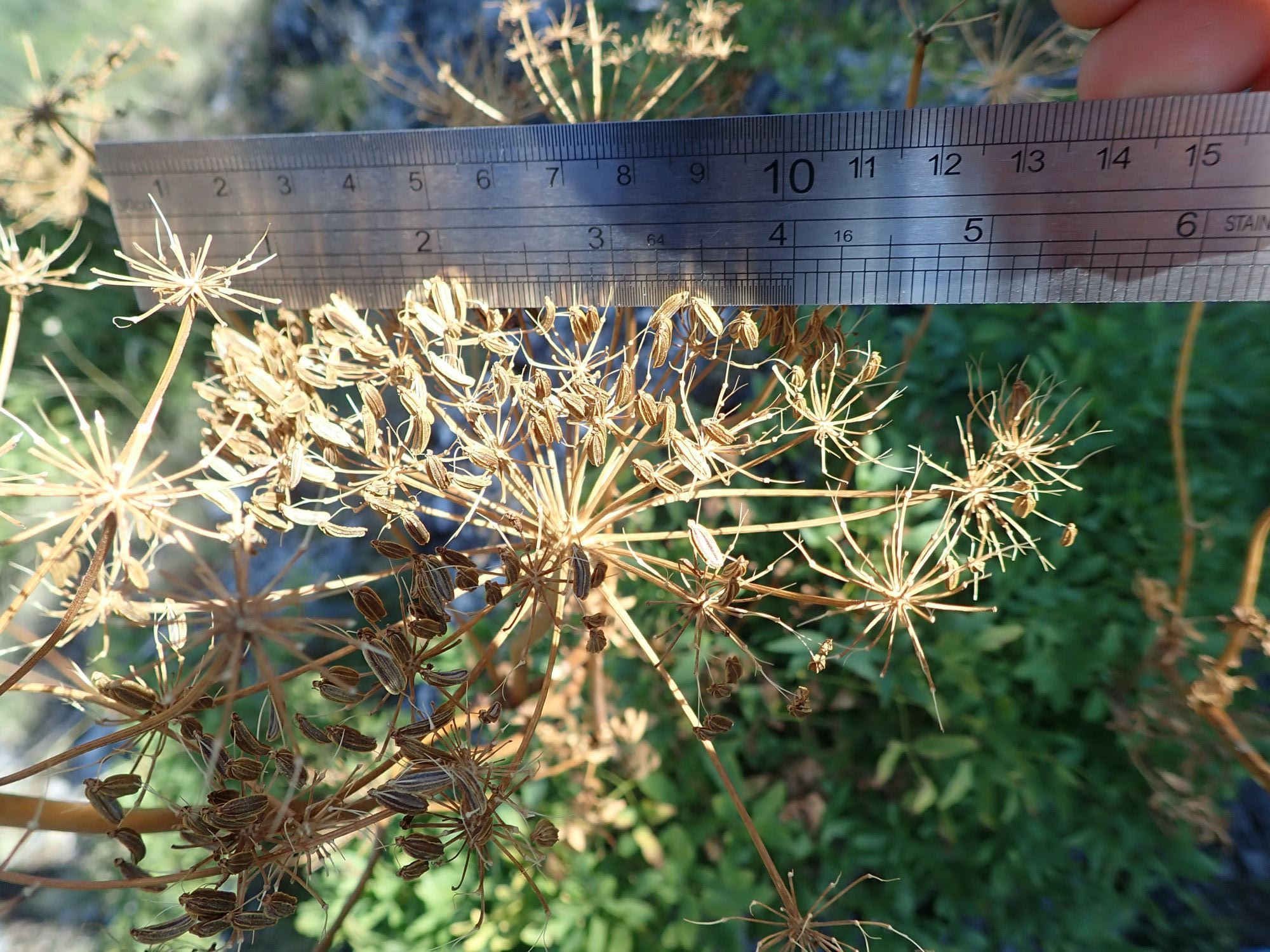 Image of Levisticum sp.