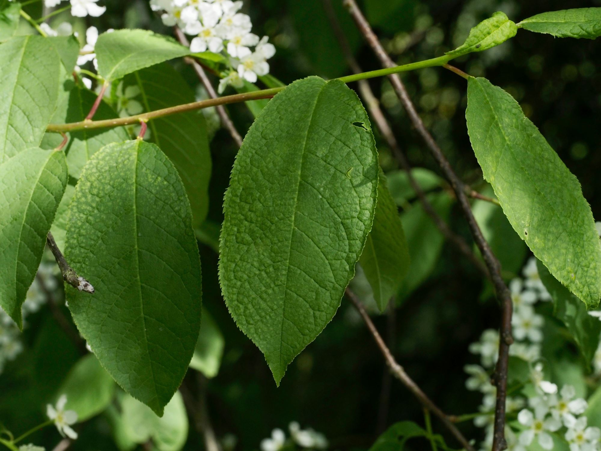 Image of Prunus padus