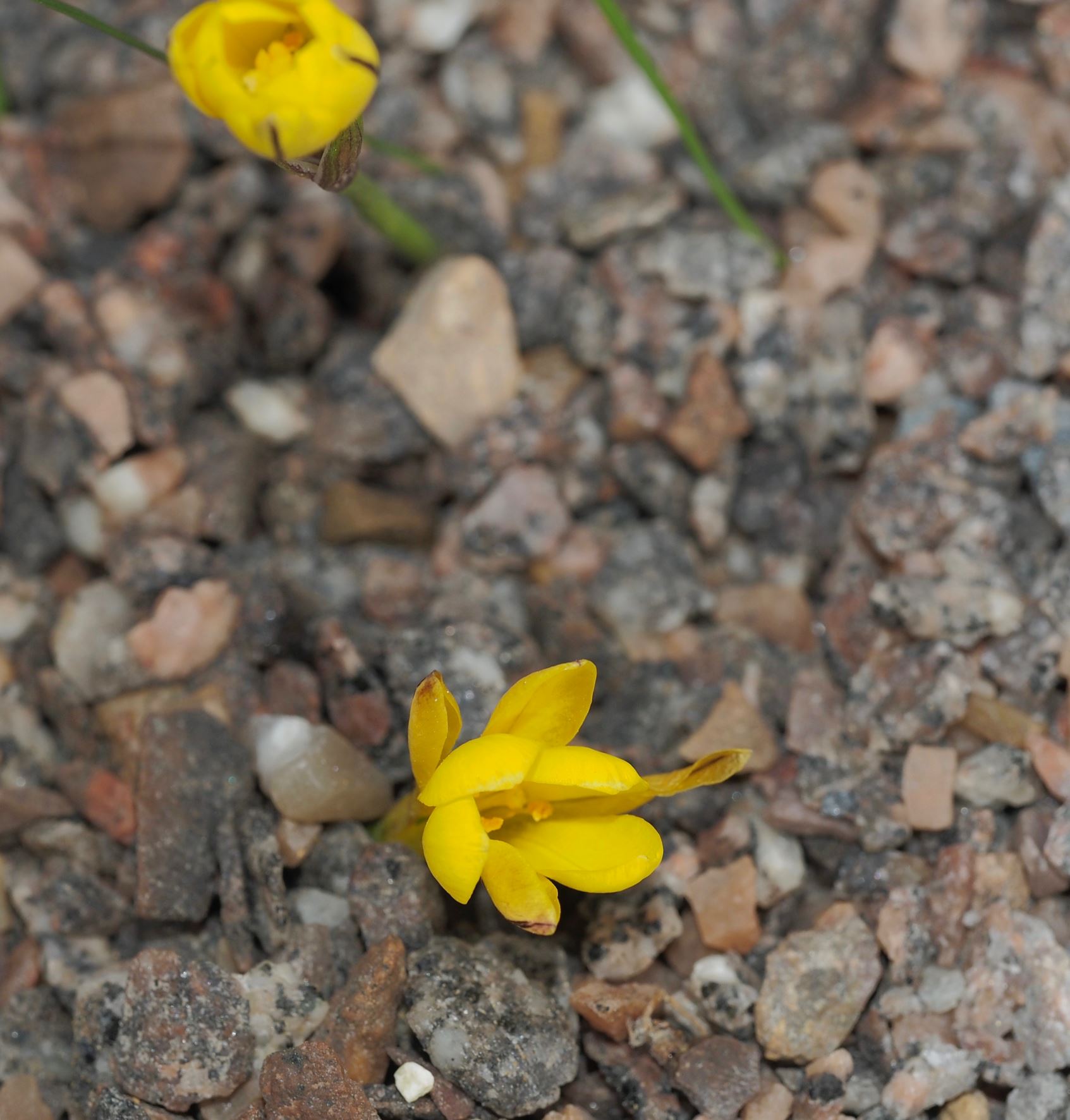 Image of Nothoscordum dialystemon