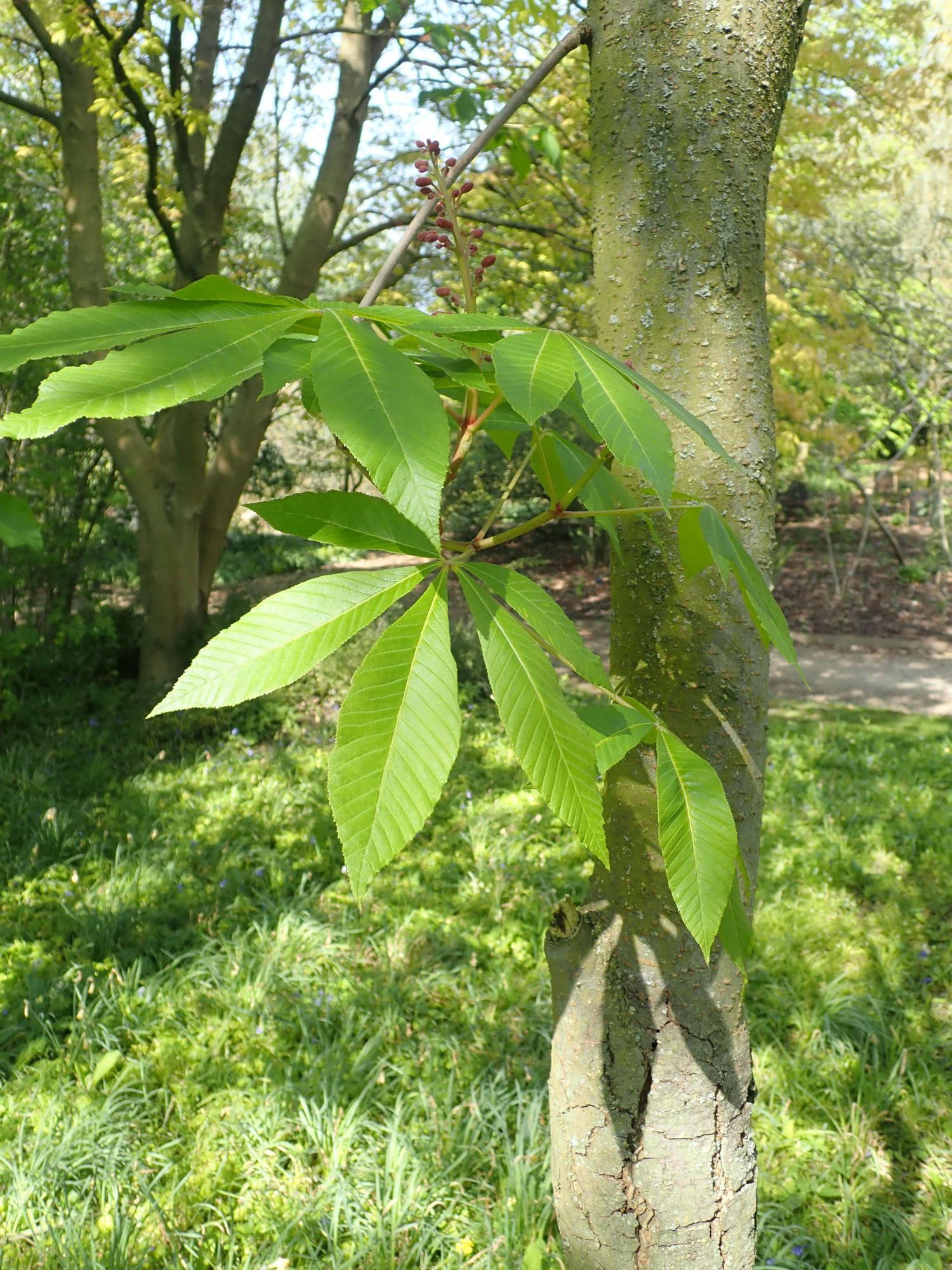 Image of Aesculus pavia