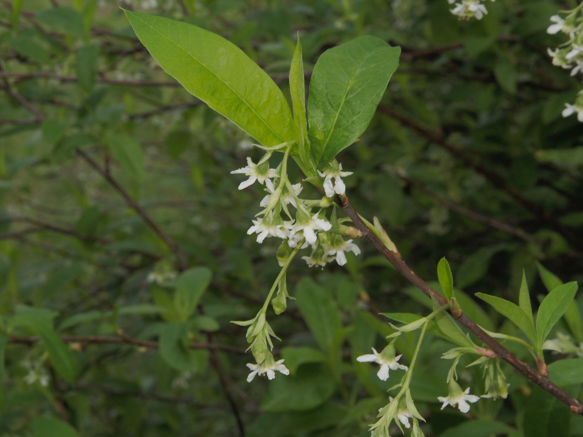 Image of Oemleria cerasiformis