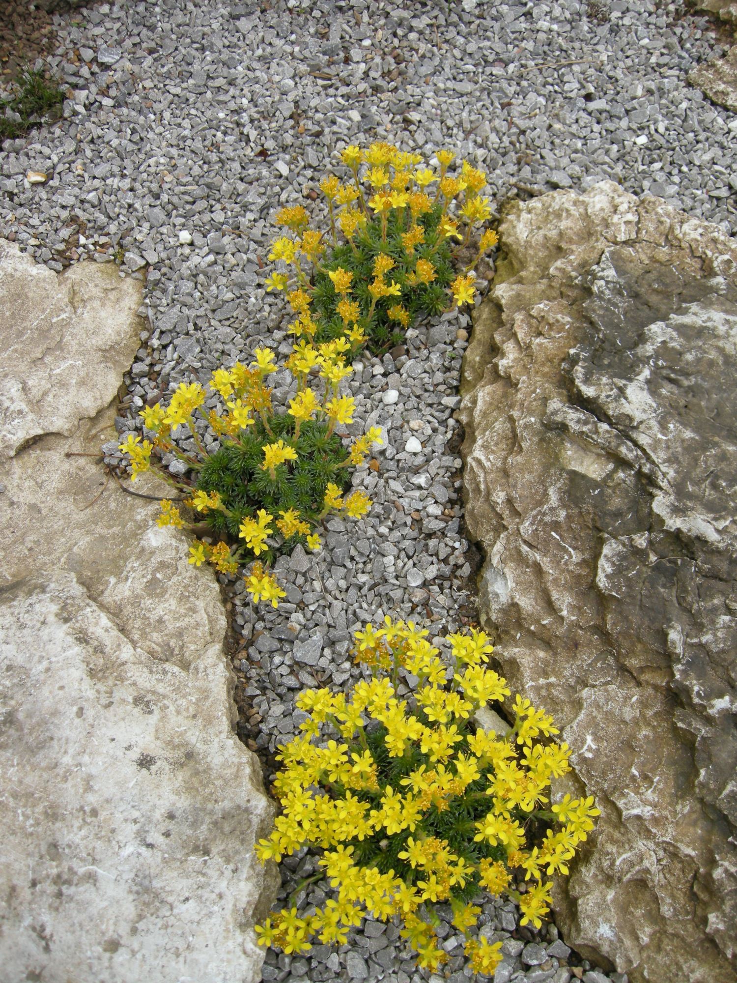 Image of Saxifraga Ã— eudoxiana 'Haagii'