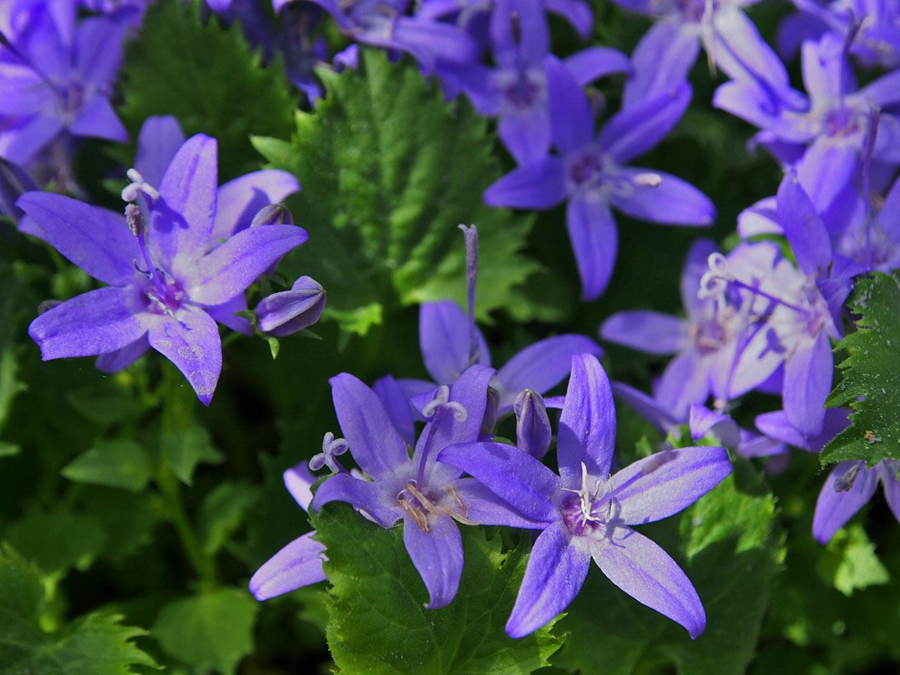 Image of Campanula fenestrellata