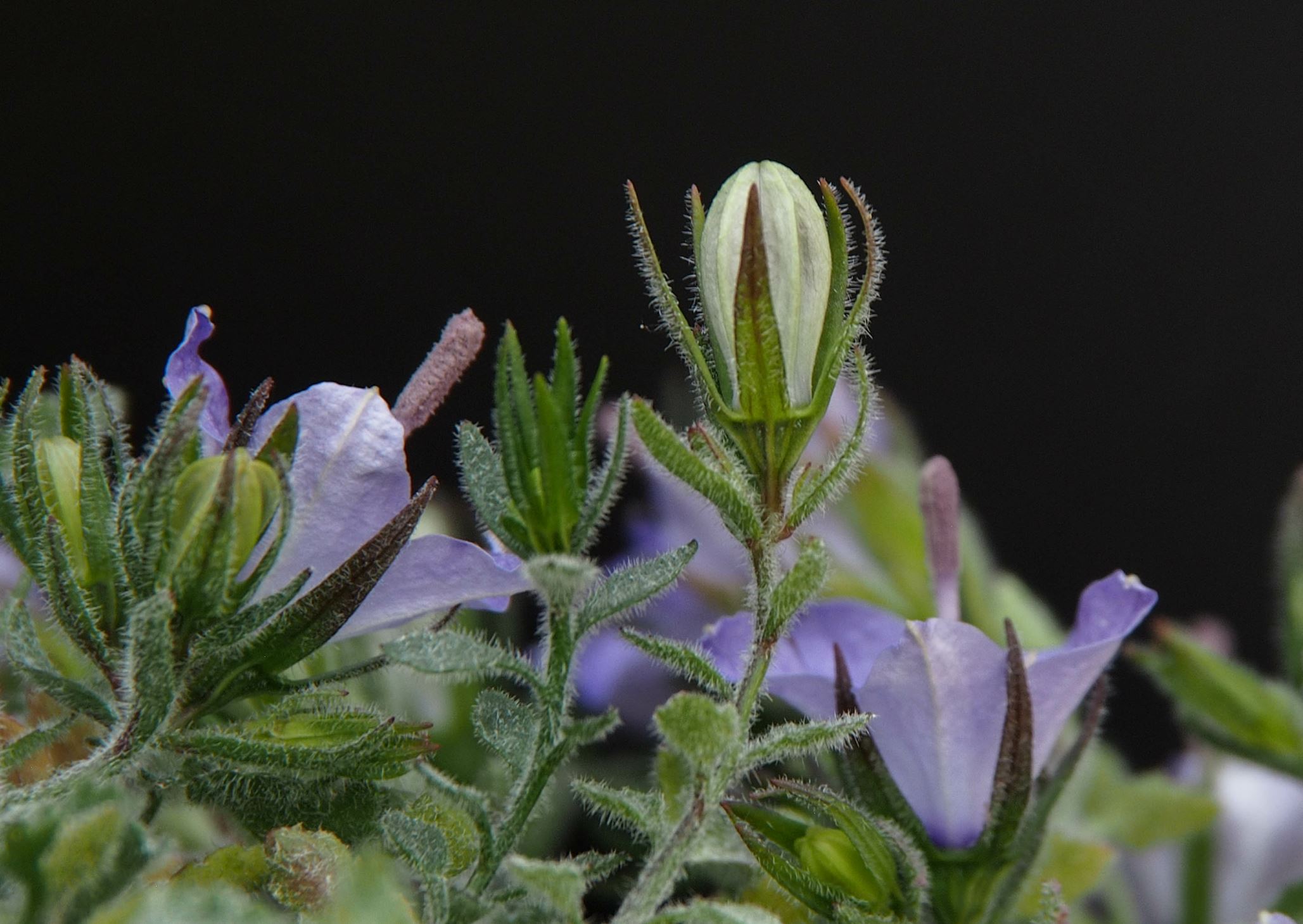 Image of Campanula fragilis