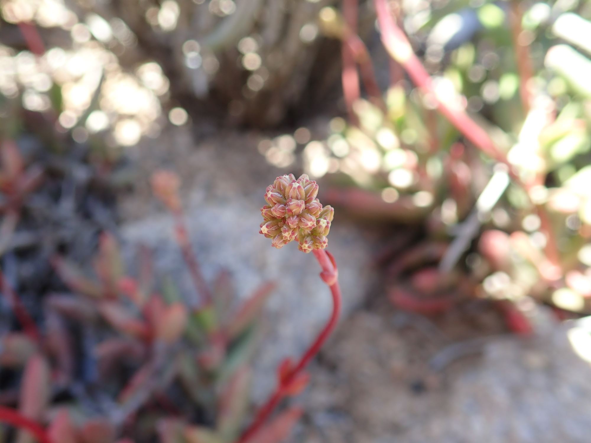Image of Crassula subacaulis subsp. erosula