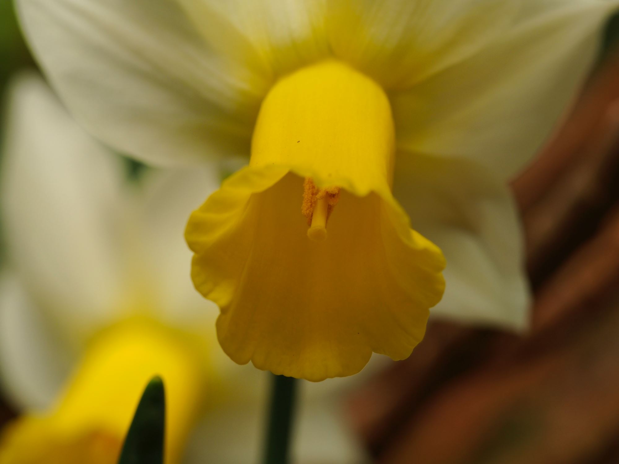 Image of Narcissus 'Jack Snipe'