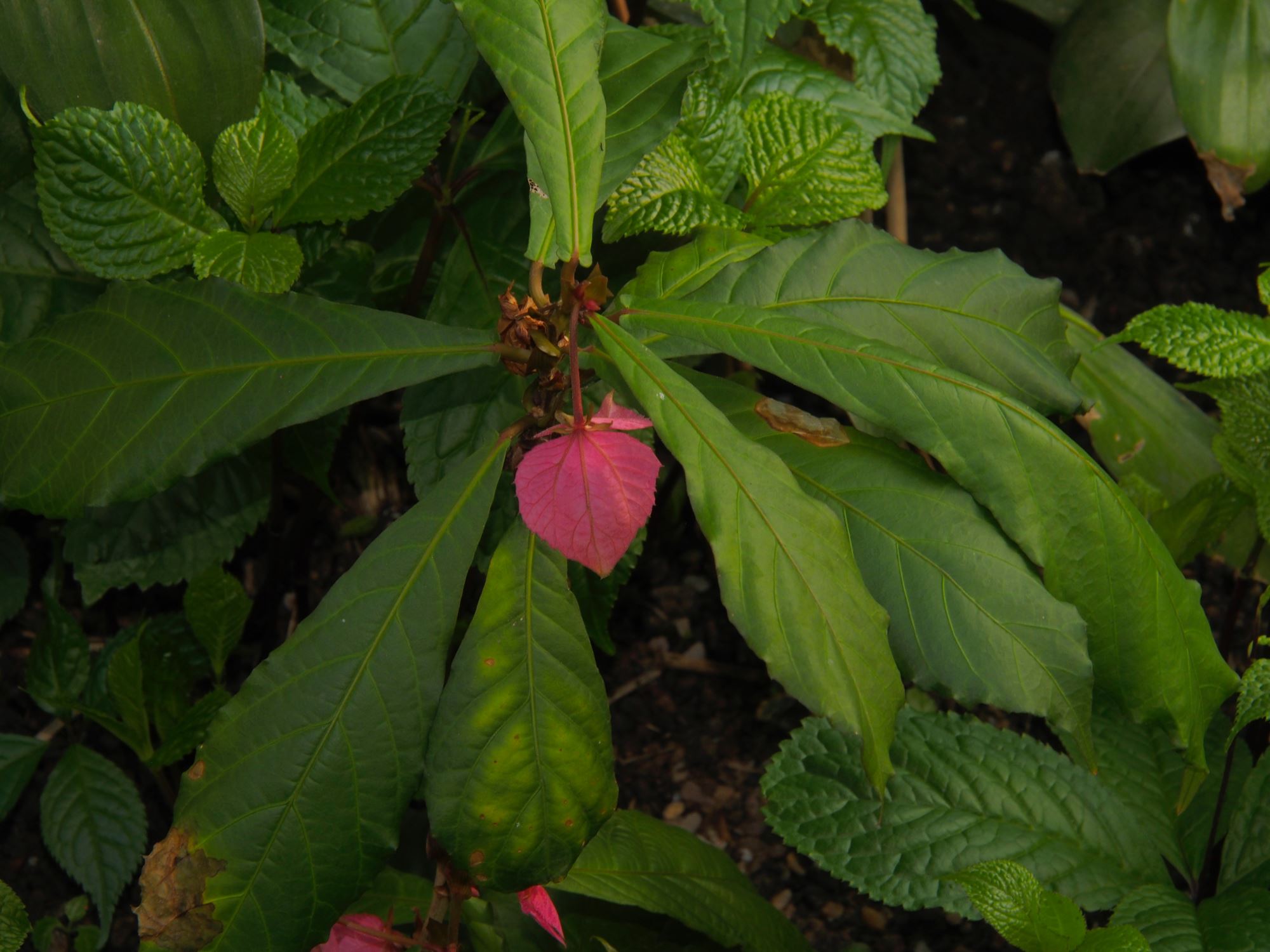 Image of Dalechampia spathulata