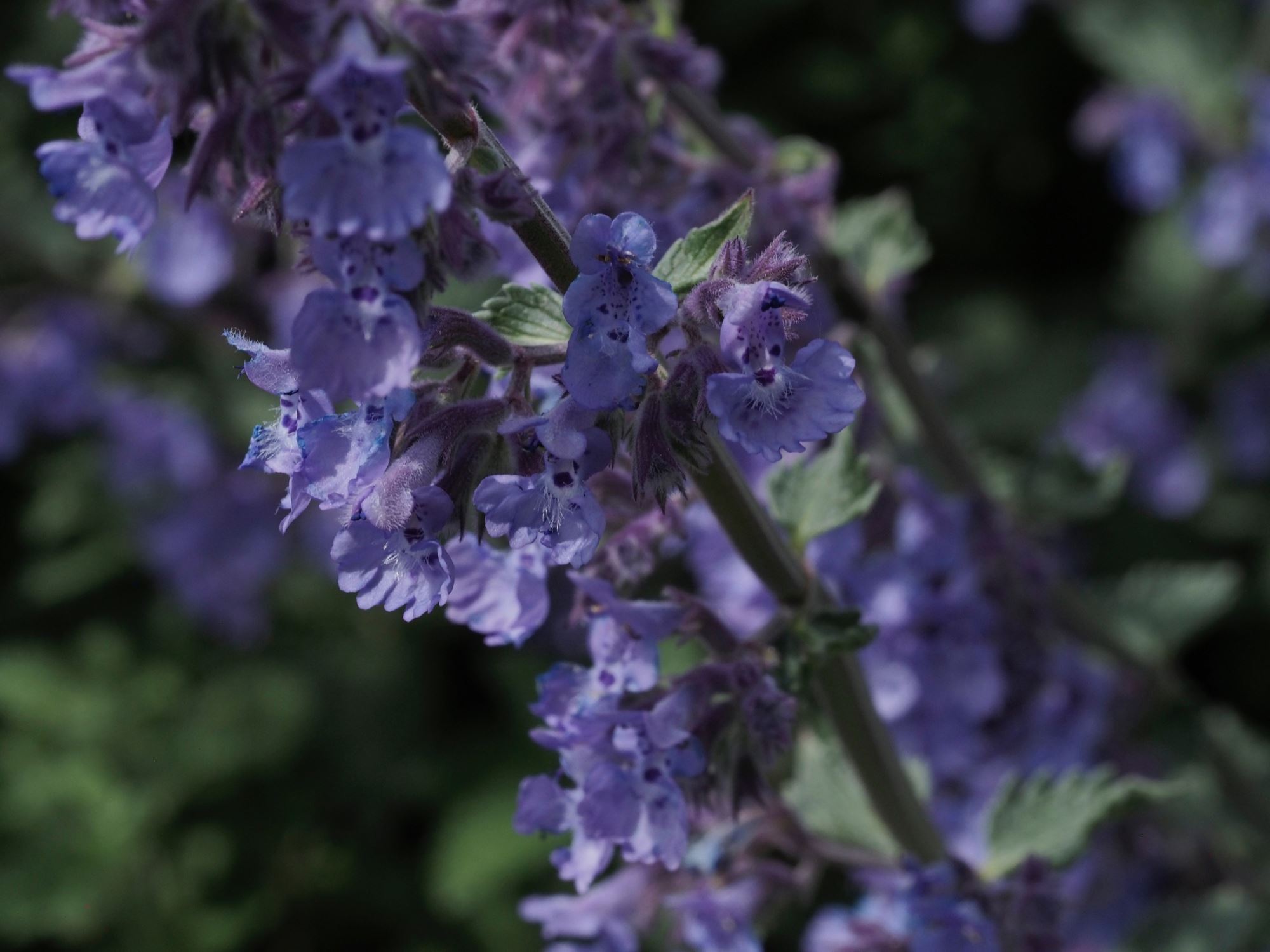 Image of Nepeta racemosa 'Walker's Low'