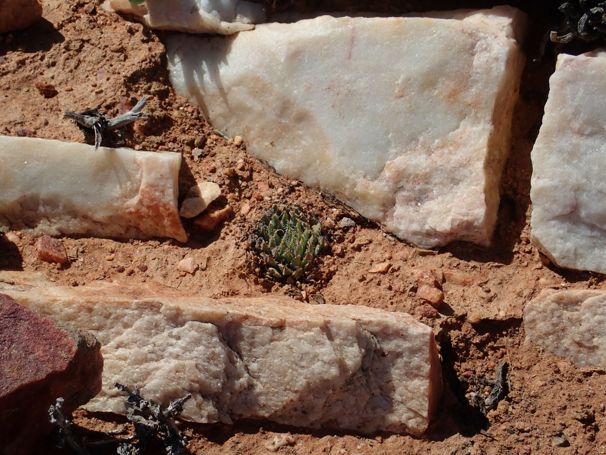 Image of Haworthia arachnoidea