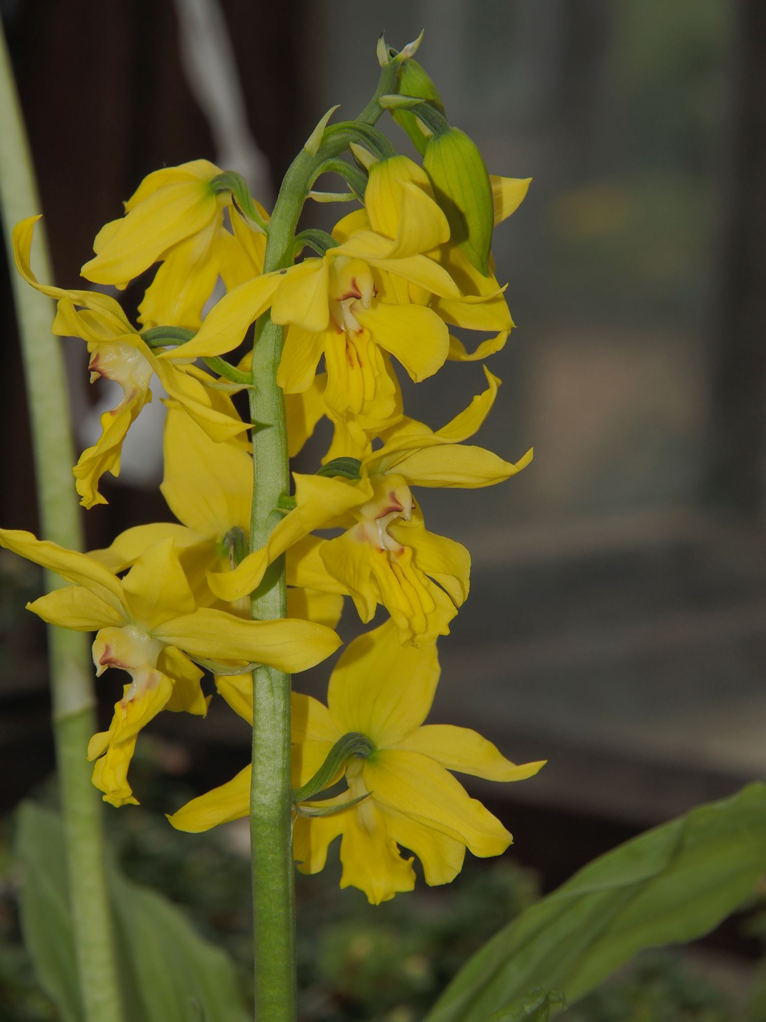 Image of Calanthe striata