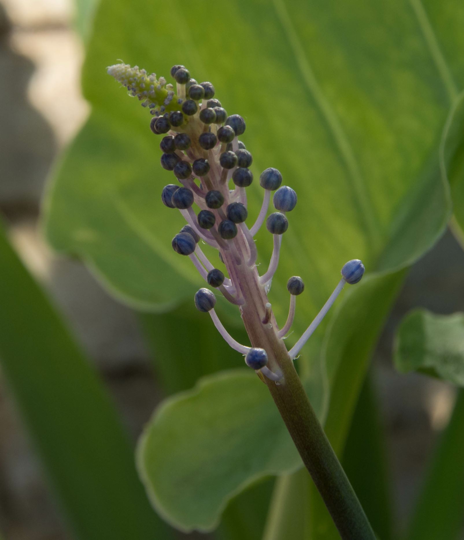 Image of Scilla madeirensis