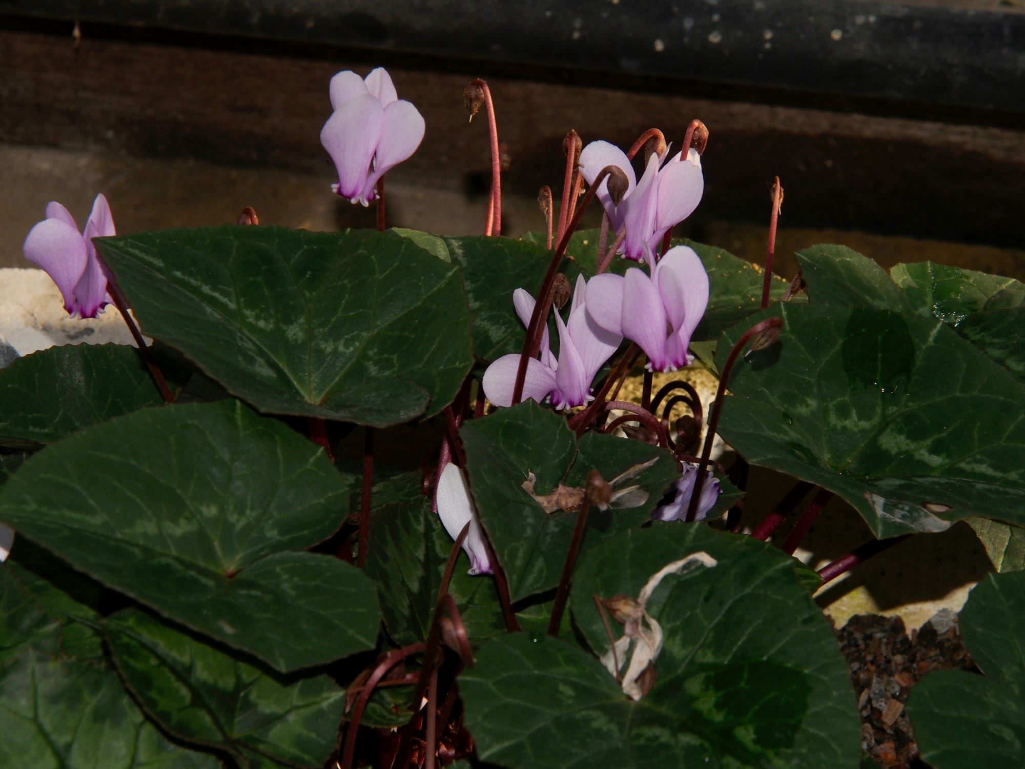 Image of Cyclamen africanum