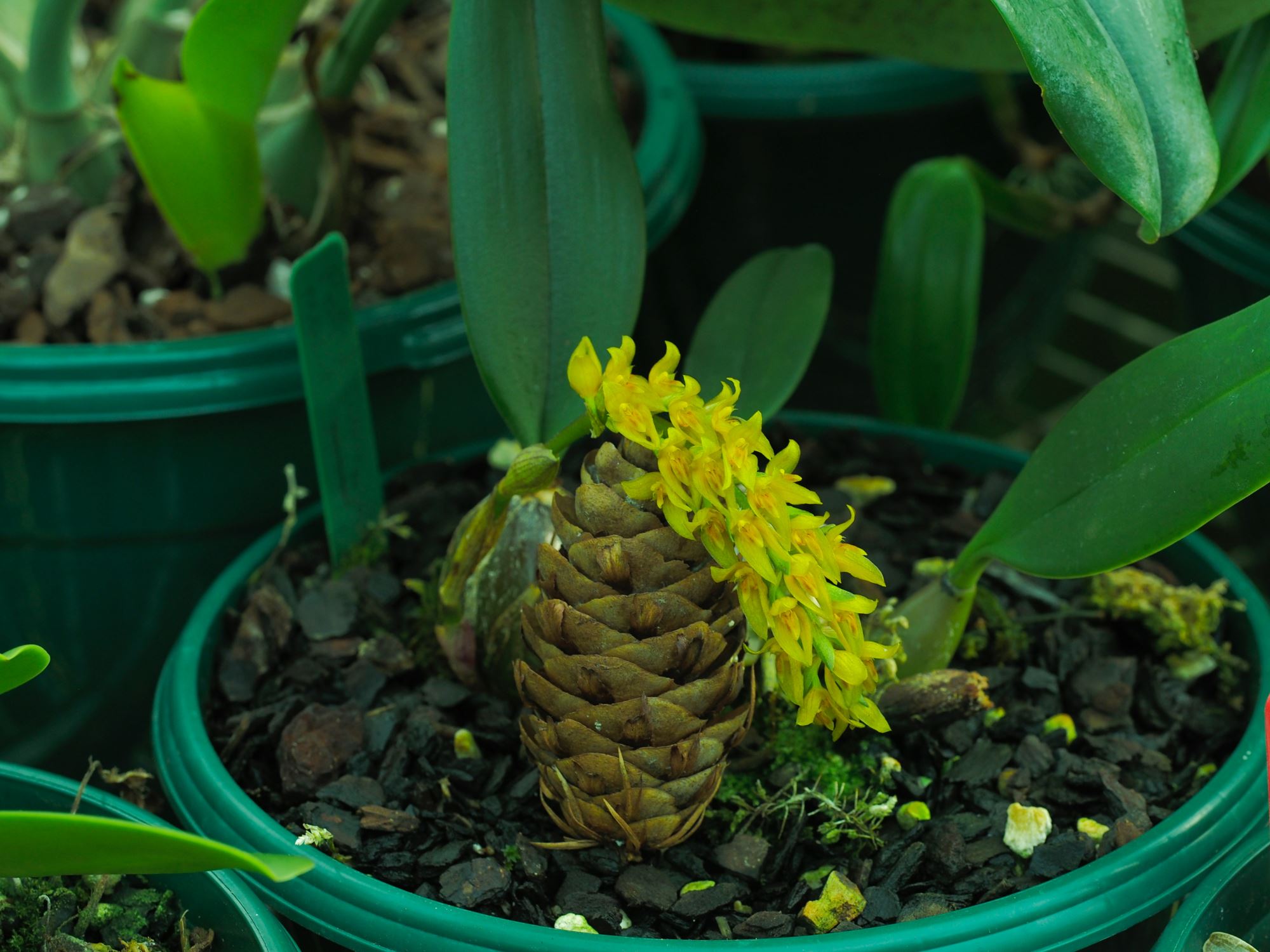 Image of Bulbophyllum elassonotum [Dark form]