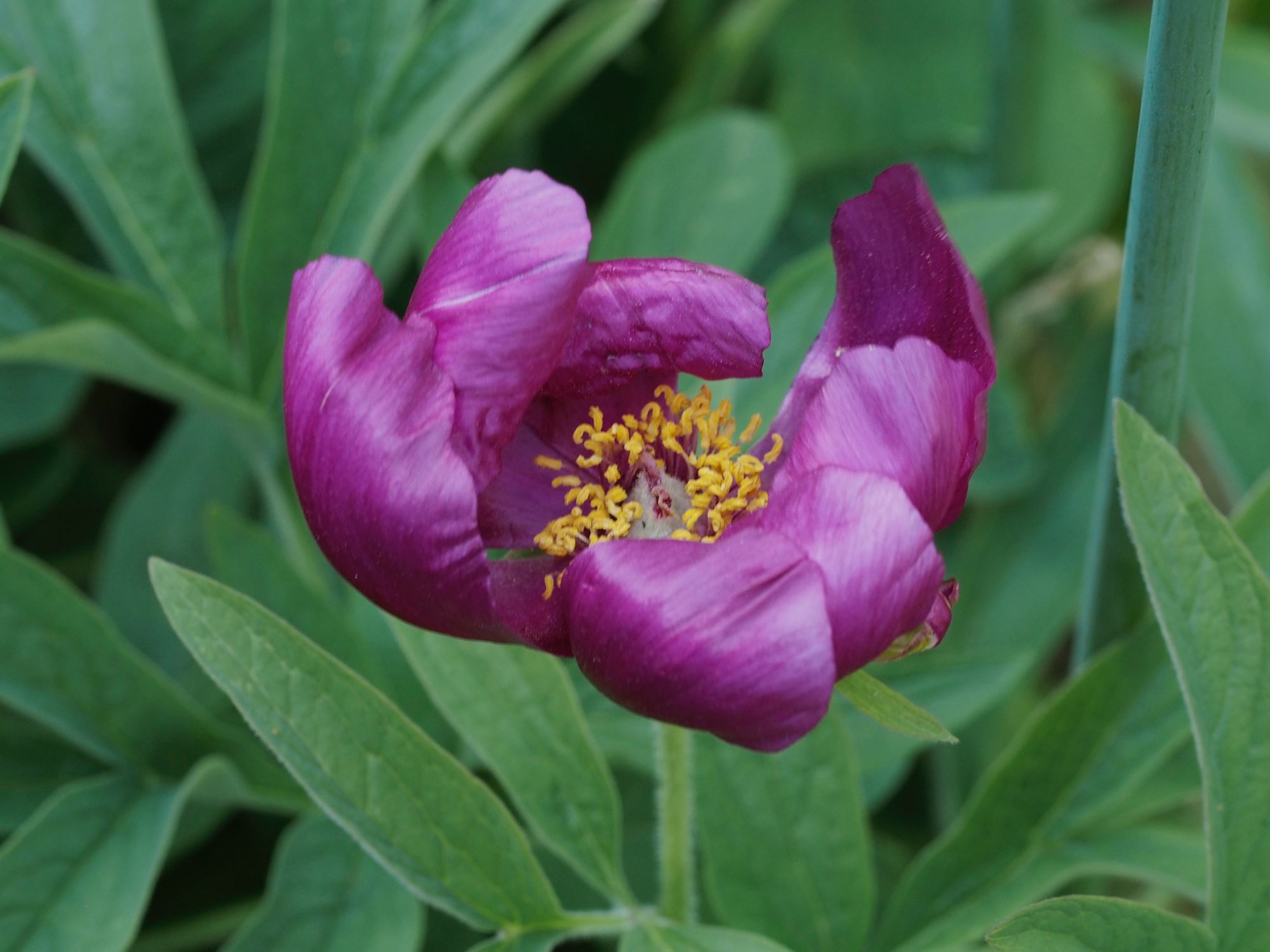 Image of Paeonia mascula subsp. arietina
