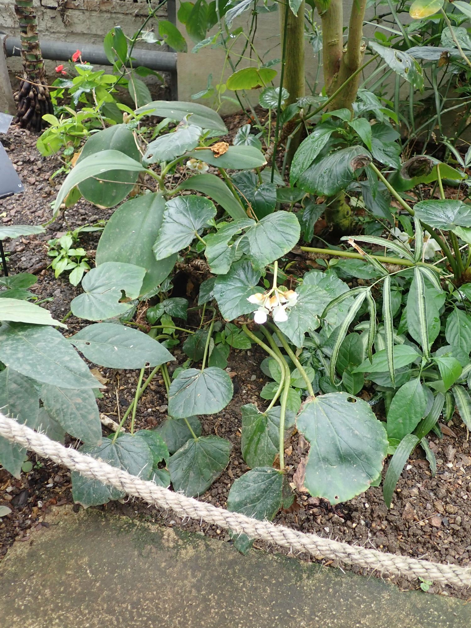 Image of Begonia sericoneura