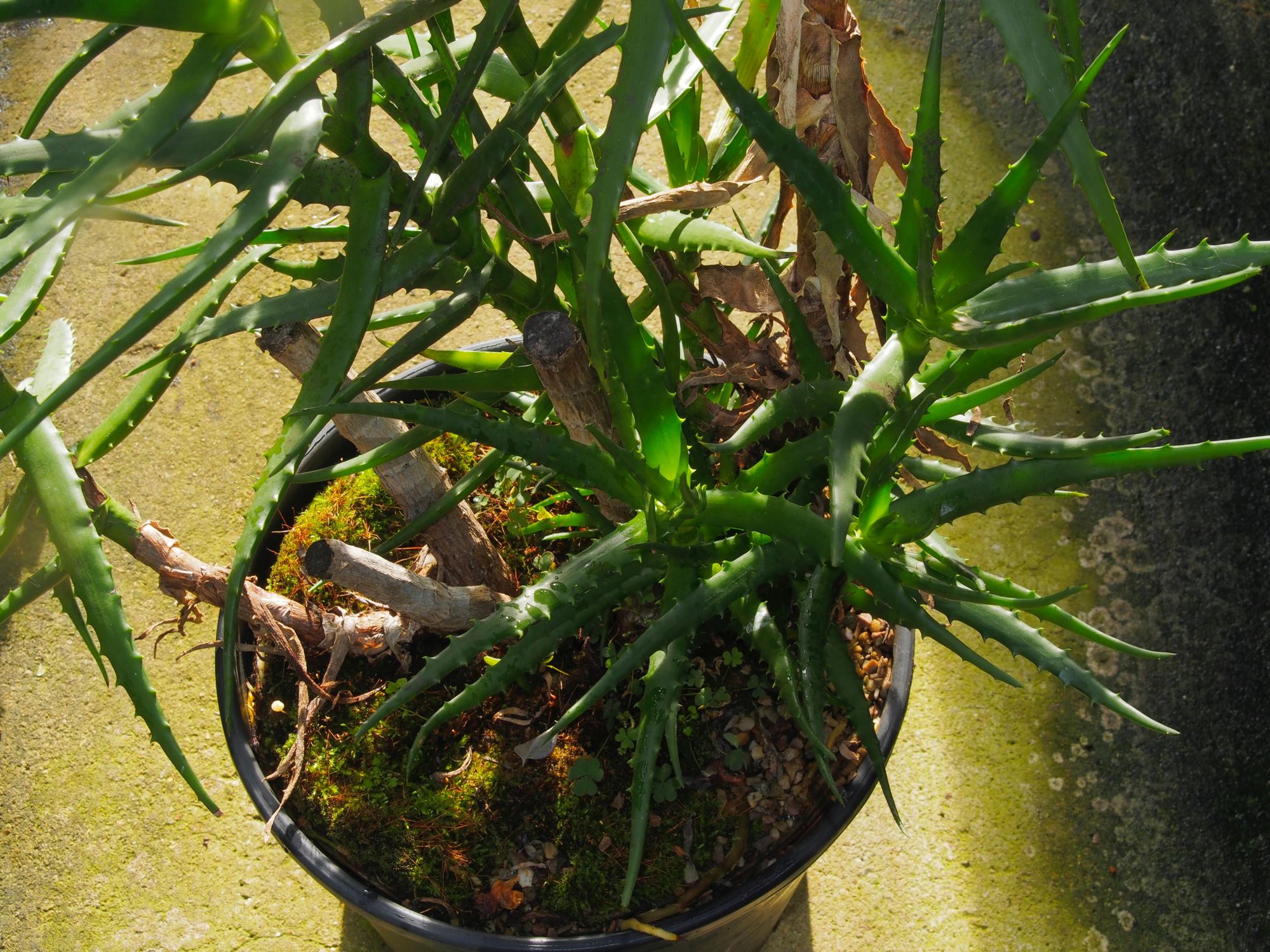 Image of Aloe kedongensis
