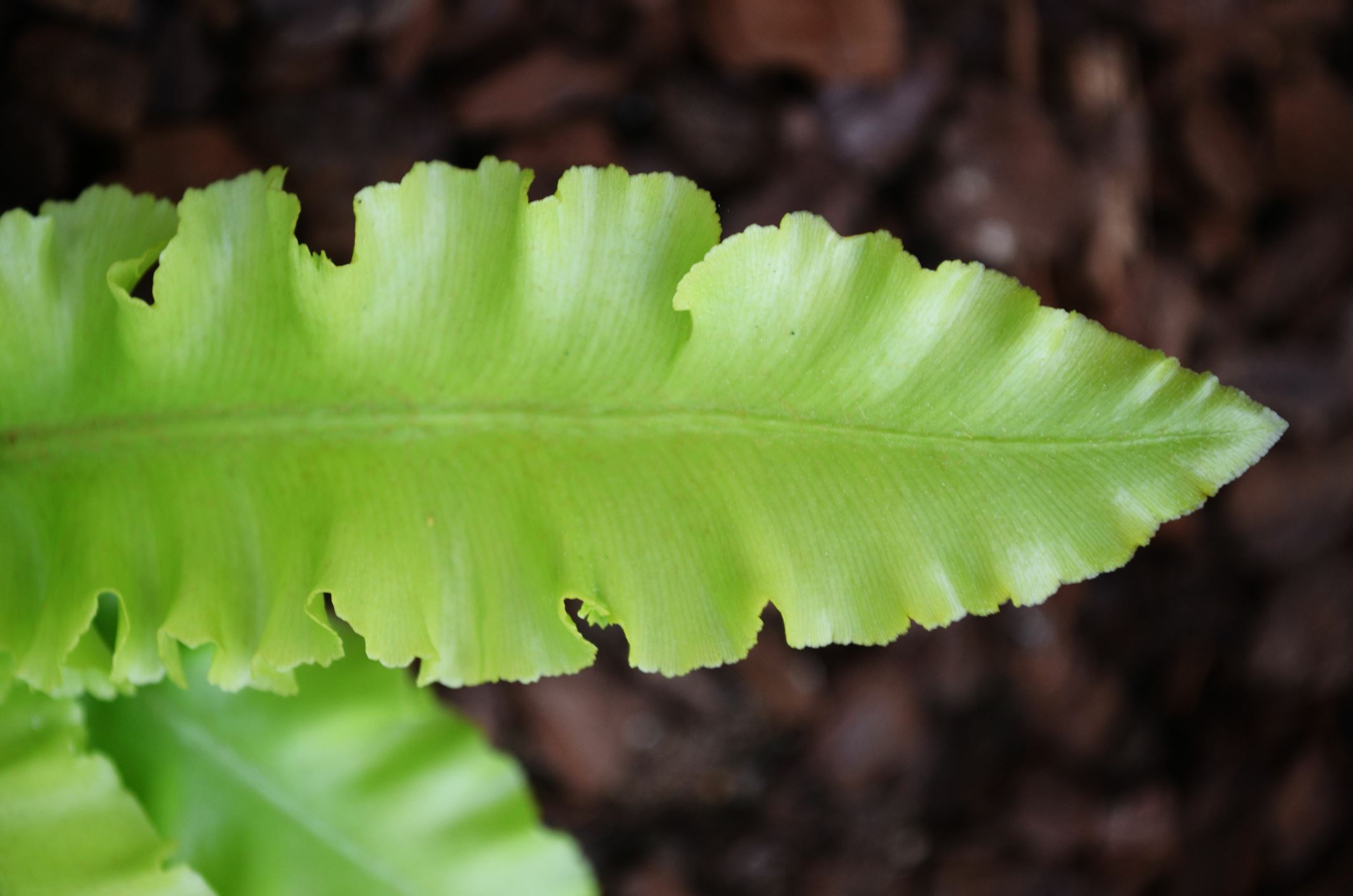 Image of Asplenium scolopendrium Crispum Group