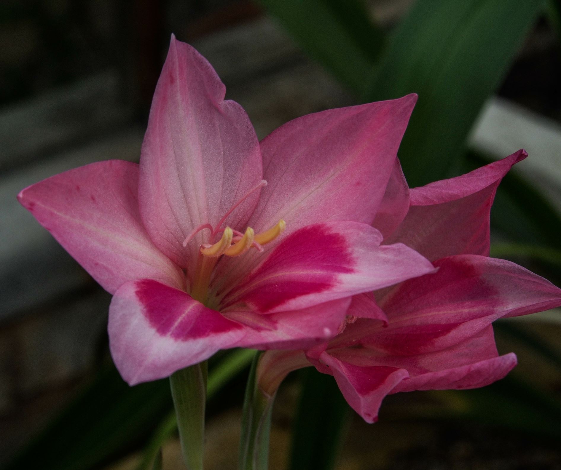 Image of Gladiolus carmineus