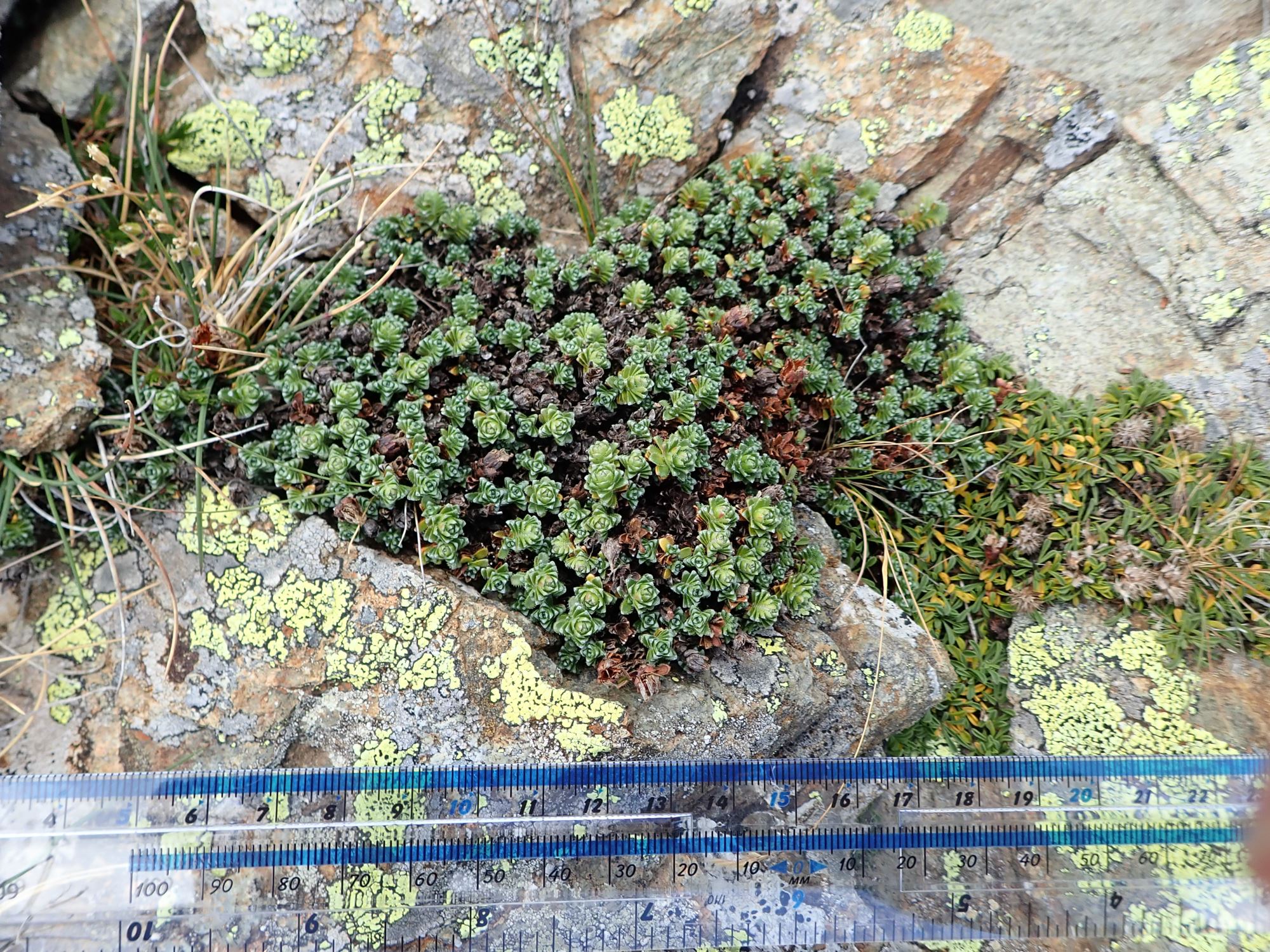 Image of Saxifraga oppositifolia