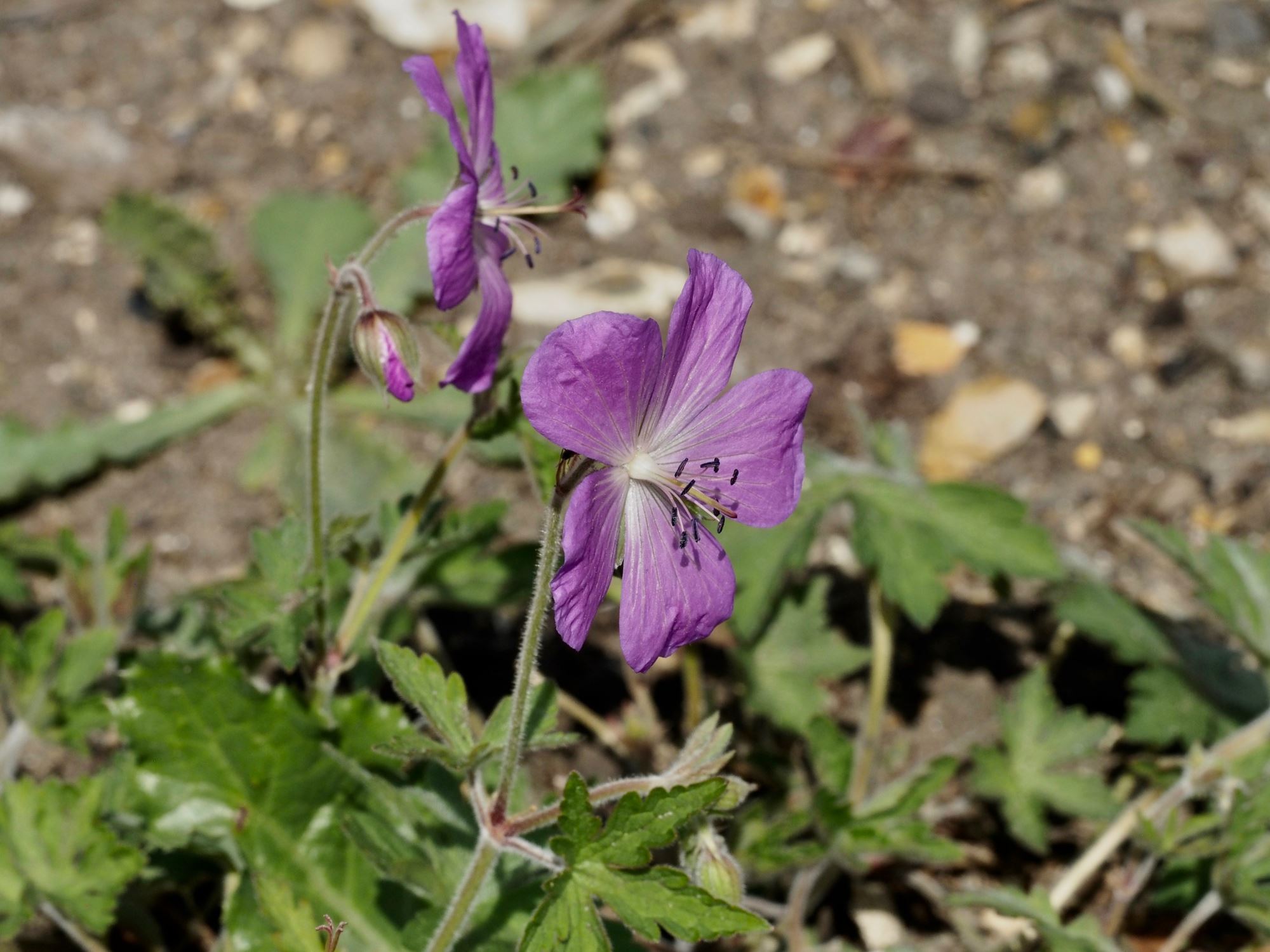 Image of Geranium pratense var. stewartianum 'Raina'