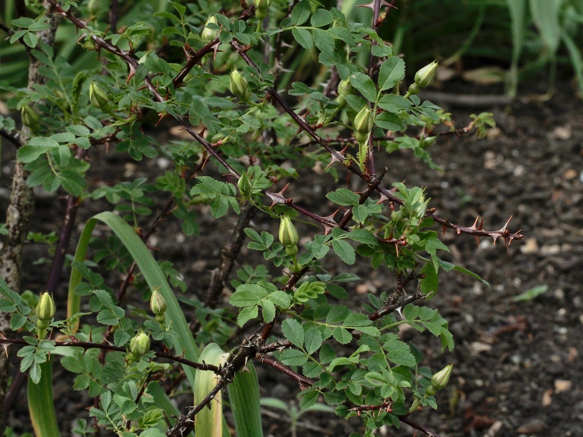 Image of Rosa primula