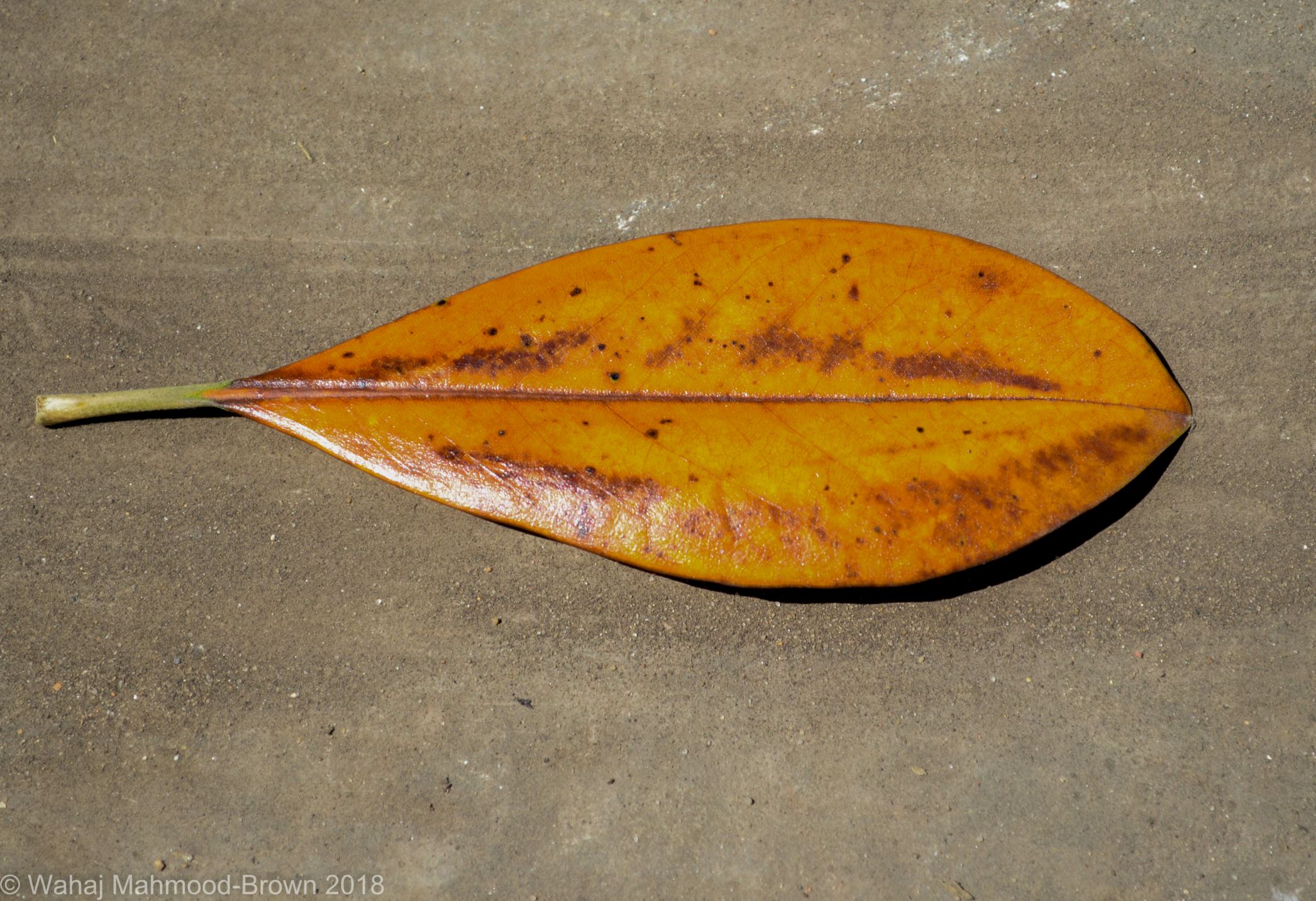 Image of Magnolia grandiflora