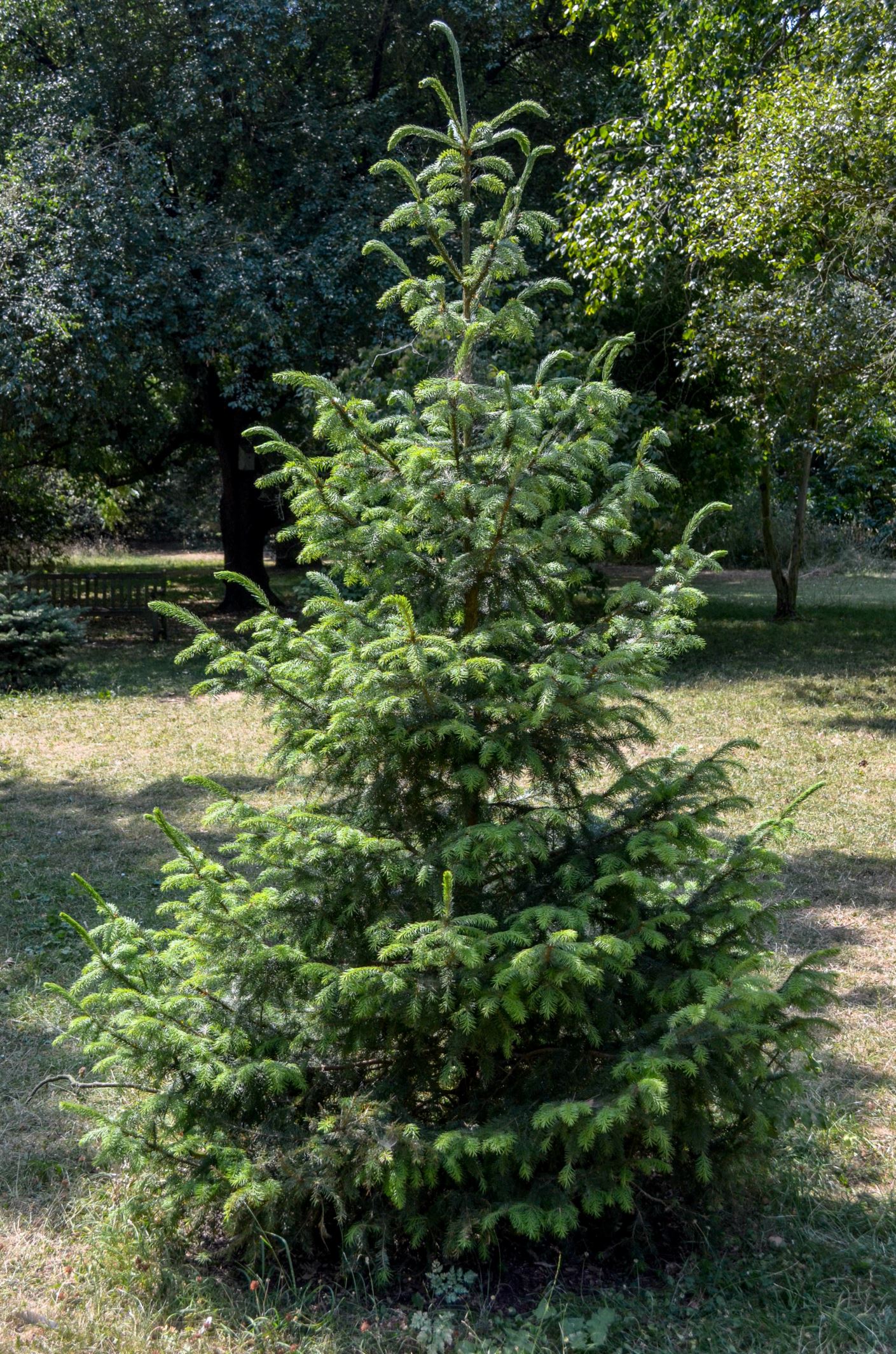 Image of Picea omorika