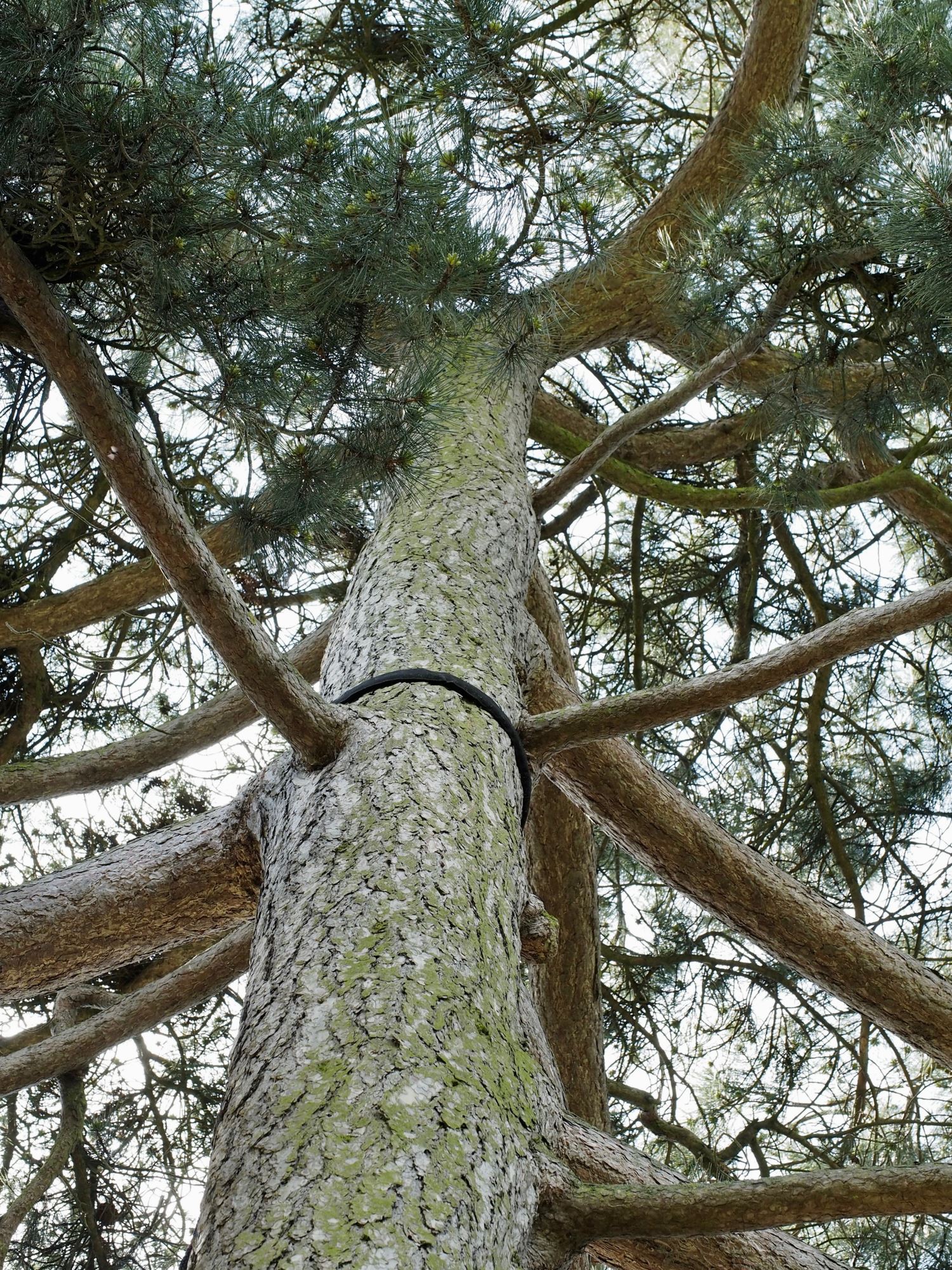 Image of Pinus nigra subsp. laricio