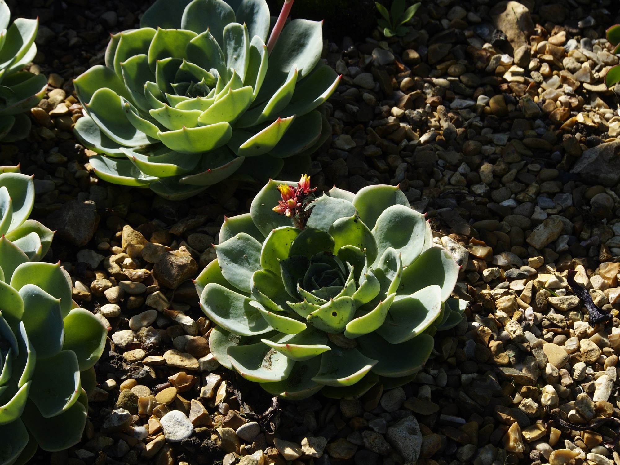 Image of Sempervivum calcareum