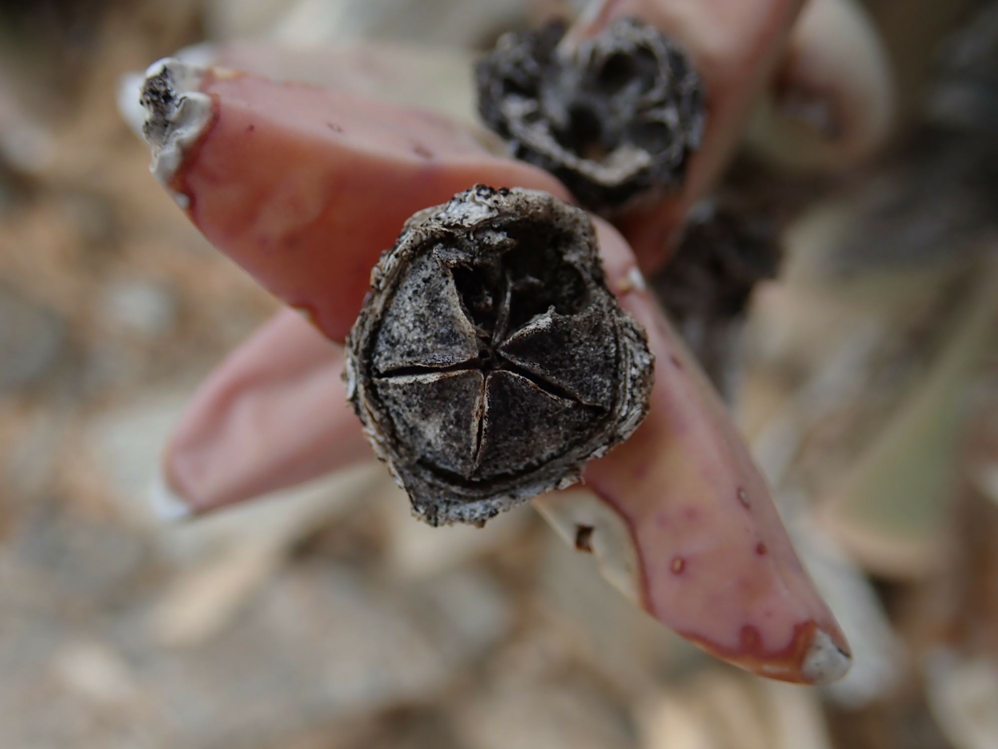 Image of Hartmanthus sp.
