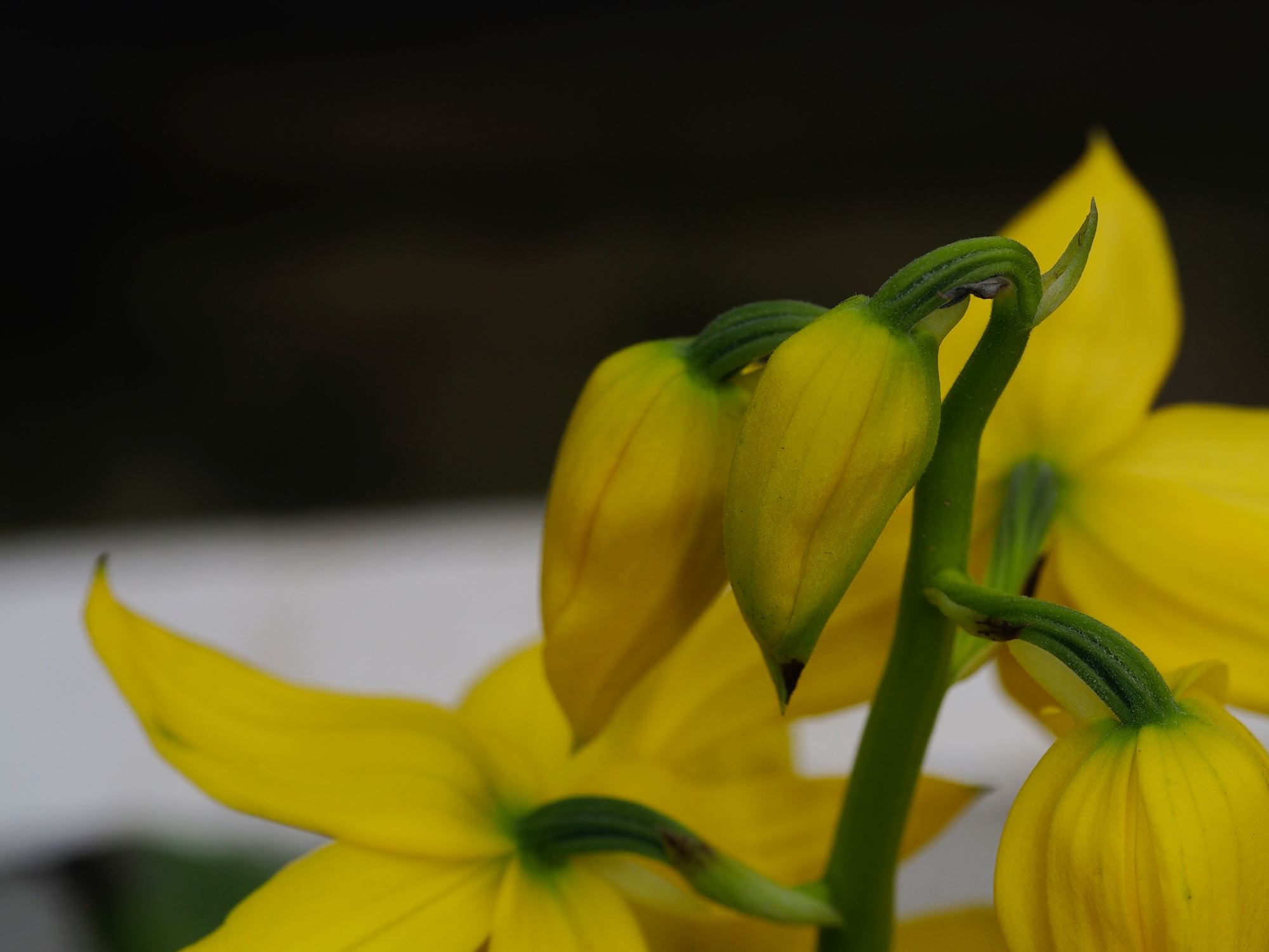 Image of Calanthe striata