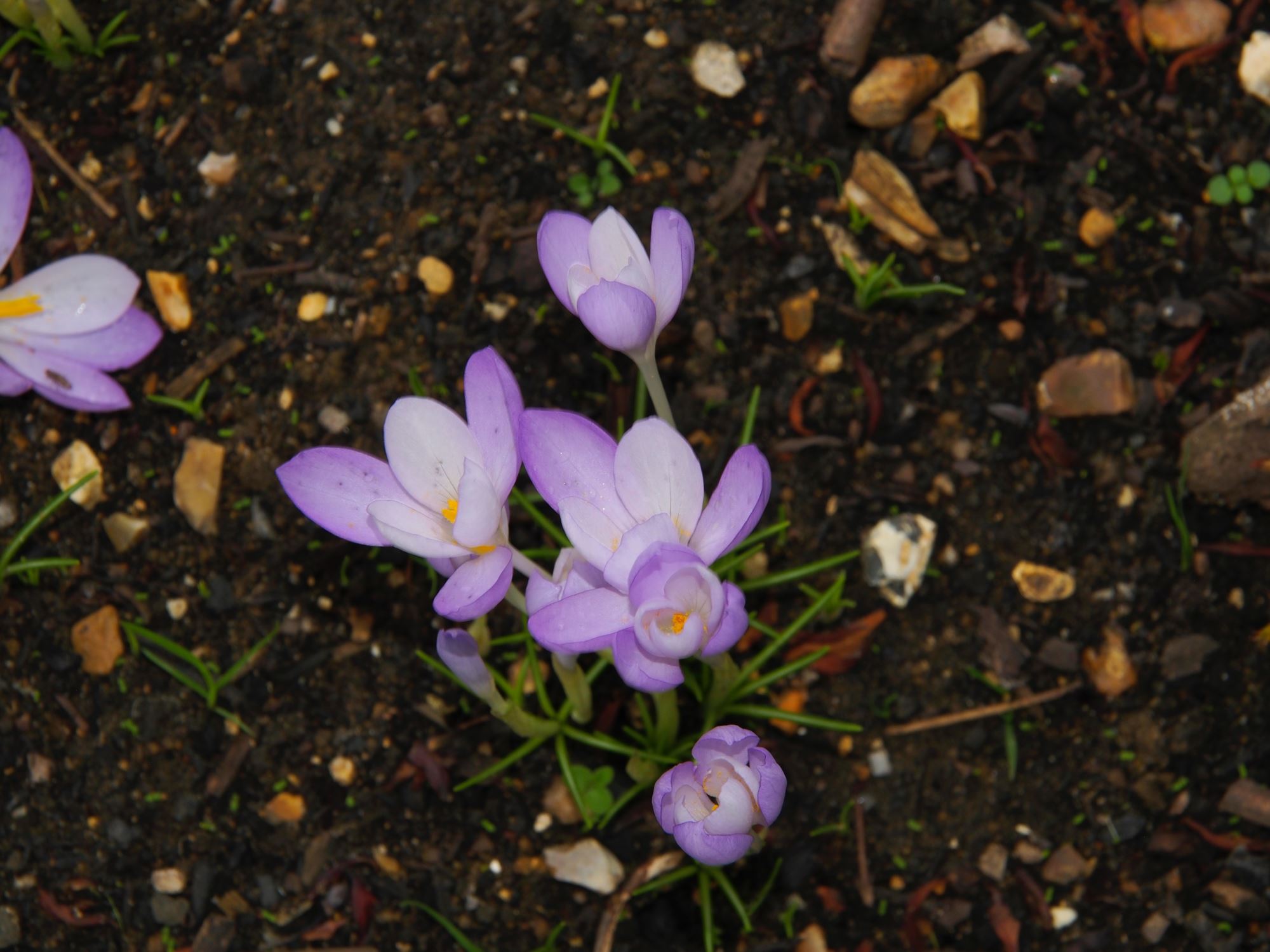 Image of Crocus goulimyi
