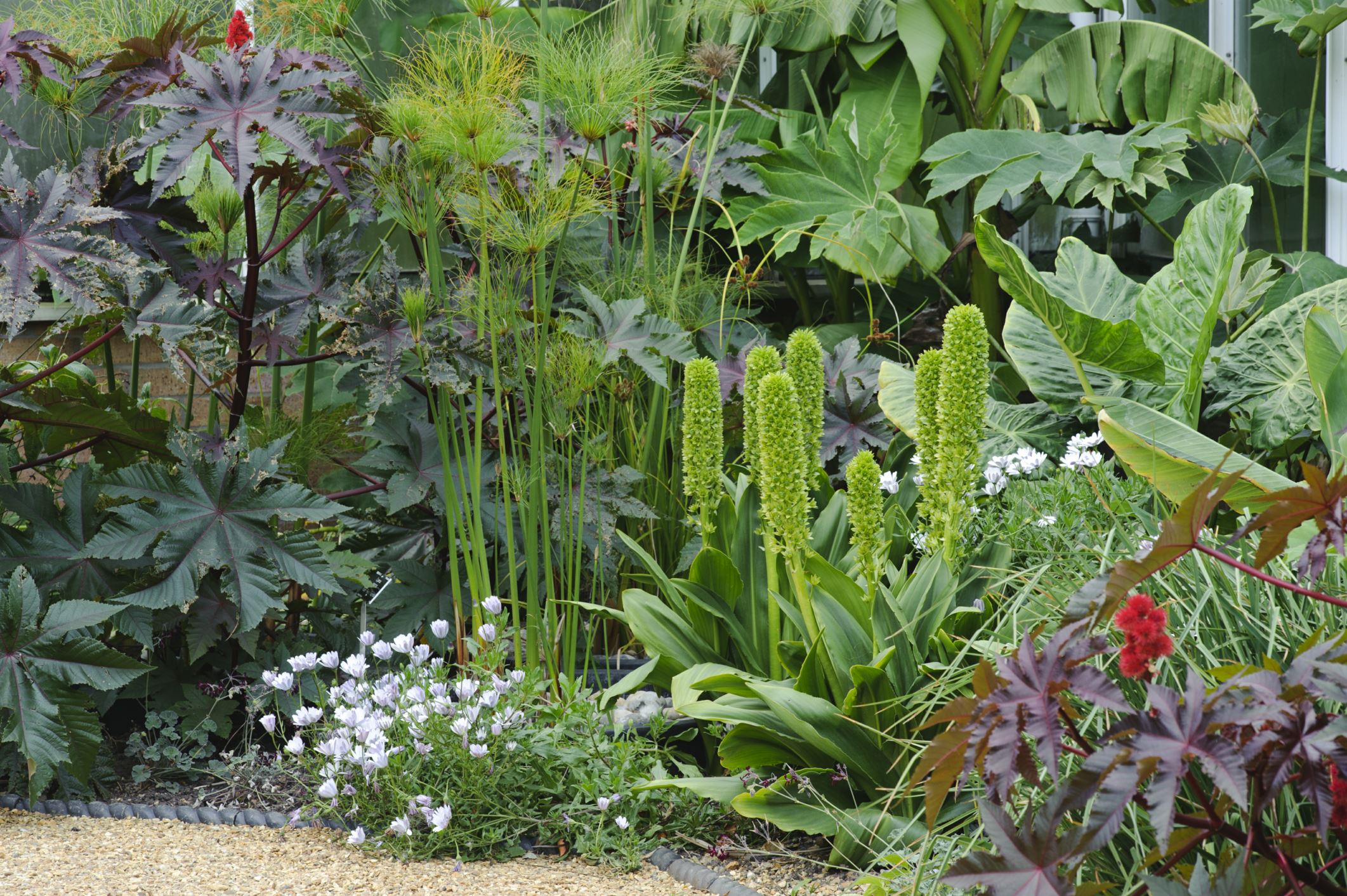 Image of Eucomis pallidiflora subsp. pole-evansii